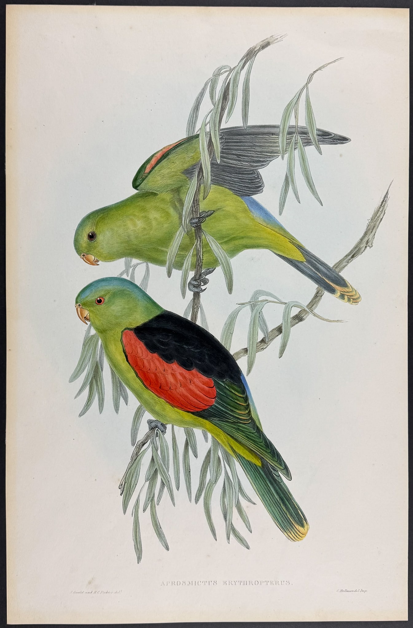 Gould, Australia - Red-winged Parrot [Aprosmictus Erythropterus]: This hand-colored folio lithograph is from the esteemed John Gould?s Birds of Australia. The work was published in London by Richard and John E. Taylor for the author between 1840 and 1869. Over 300 n