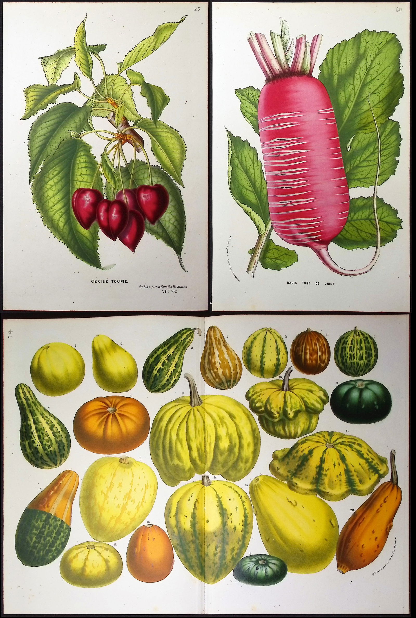 Van Houtte - 5 Fruit & Vegetable Engravings (Cherries, Raspberry, Radish, Gourds): This beautiful botanical print comes from Louis Van Houtte's monumental work entitled Flore des Serres et des Jardins de l'Europe (Flowers of the Greenhouses and Gardens of Europe) published between 1