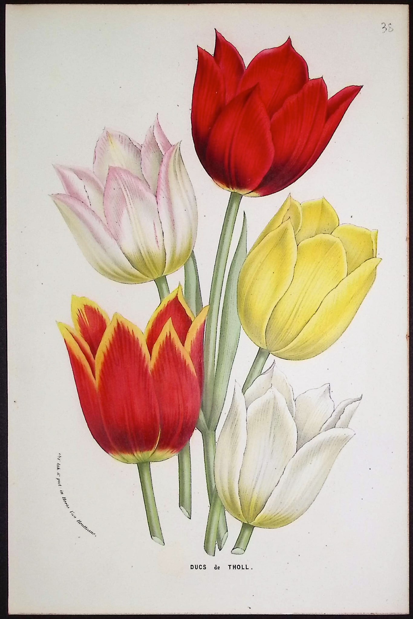 Van Houtte - Tulips: This beautiful botanical print comes from Louis Van Houtte's monumental work entitled Flore des Serres et des Jardins de l'Europe (Flowers of the Greenhouses and Gardens of Europe) published between 1