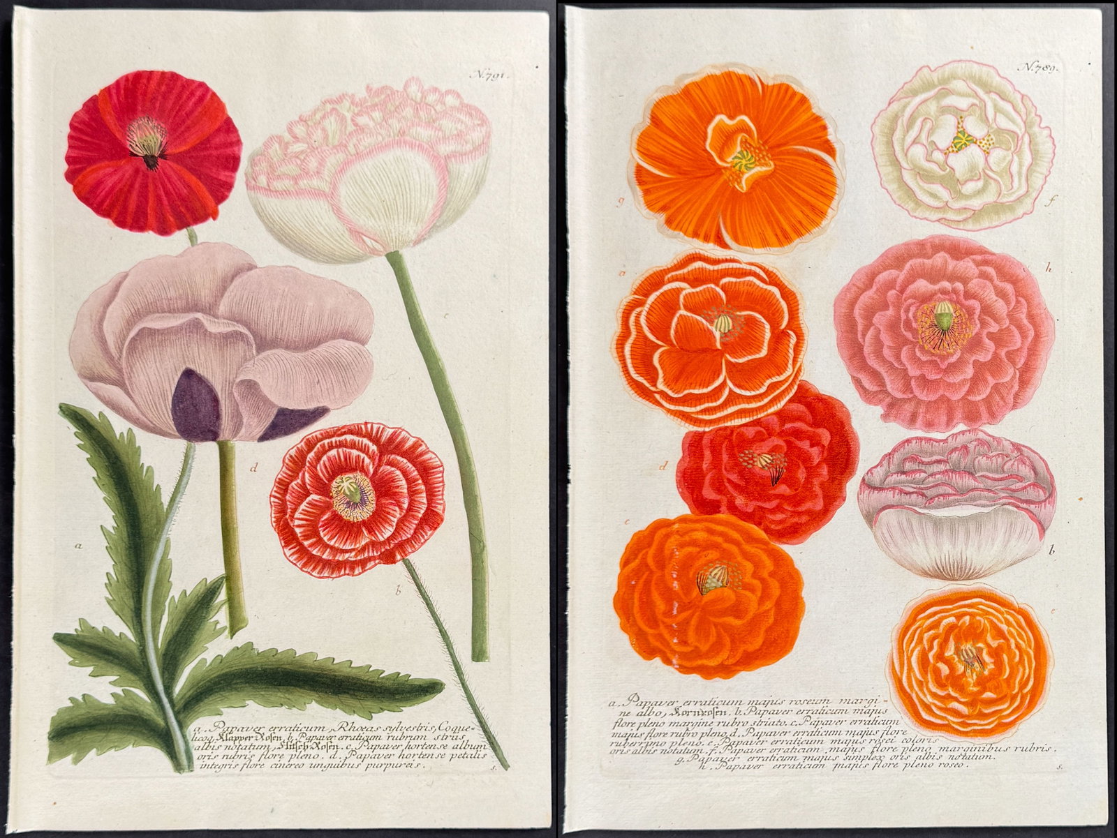 Weinmann - 3 Poppy Engravings: This beautiful botanical mezzotint is from Johann Weinmann's Phytanthoza Iconographia, sive conspectus aliquot millium, tam indigenarum quam exoticarum, ex quatuor mundi partibus... plantarum, arborum