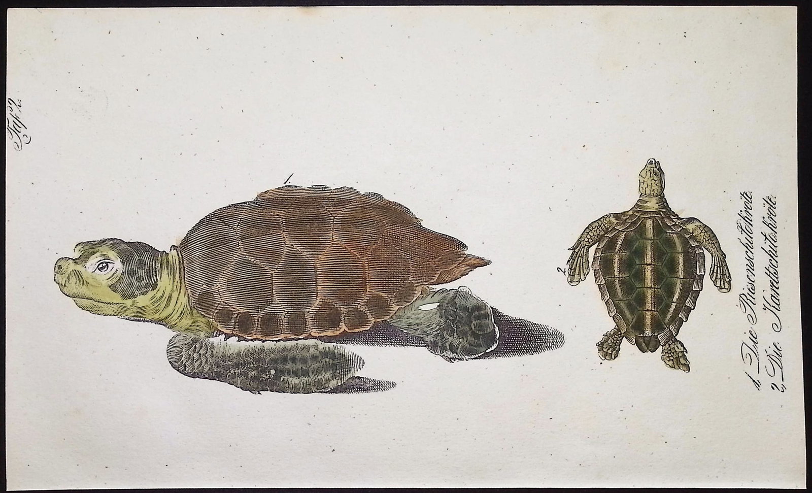 Reichenbach - Sea Turtle or Tortoise: This lovely natural history lithograph is Anton Benedict Reichenbach's Die Naturgeschichte in getreuen Abbildungen mit Detailer Beschreibung derselben. The work was published between 1831 and 1840 in