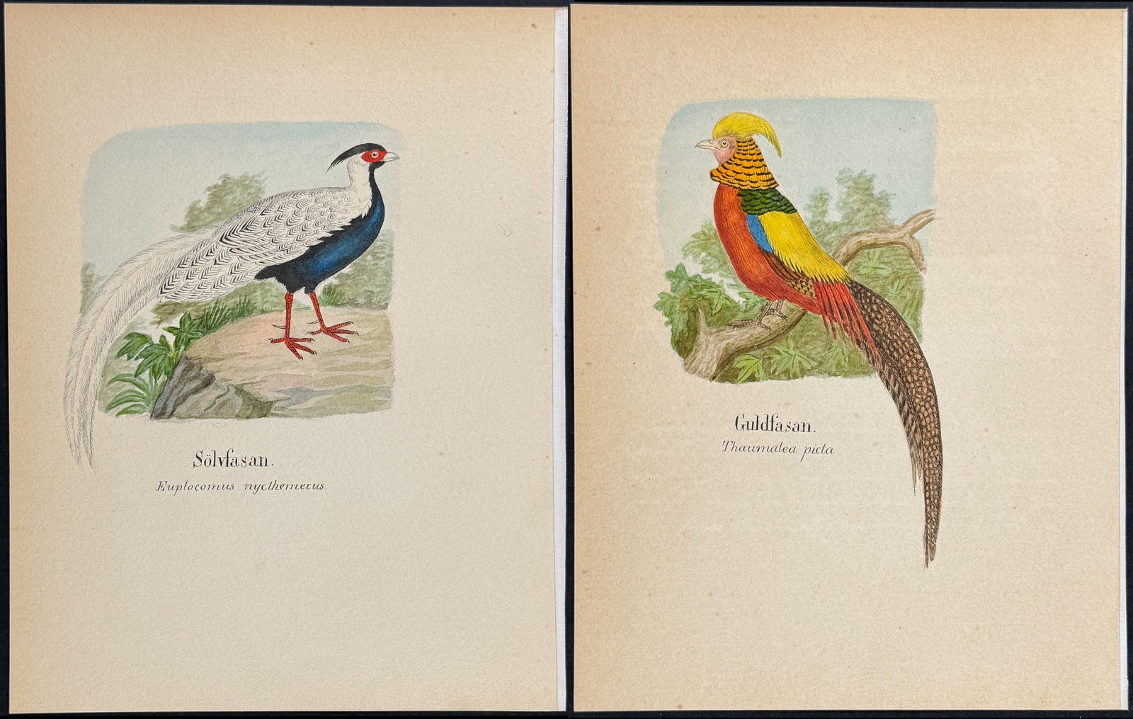 Pair of Original Watercolors of Pheasants: Included in this lot: Golden Pheasant [Thamalea picta] Silver Pheasant [Euplocomus nycthemerus] Description of the work: This lovely original watercolor was done in Denmark between 1890 and 1893. The