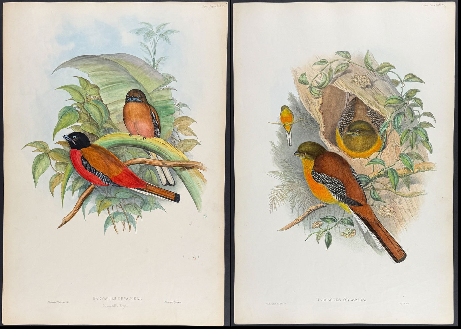 Gould, Asia - 3 Trogon Lithographs: Included in this lot: Duvaucell's Trogon [Harpactes Duvauceli] Sumatran Trogon [Harpactes Mackloti] Orange-breasted Trogon [Harpactes Oreskios] Description of the work: This remarkable ornithology lit