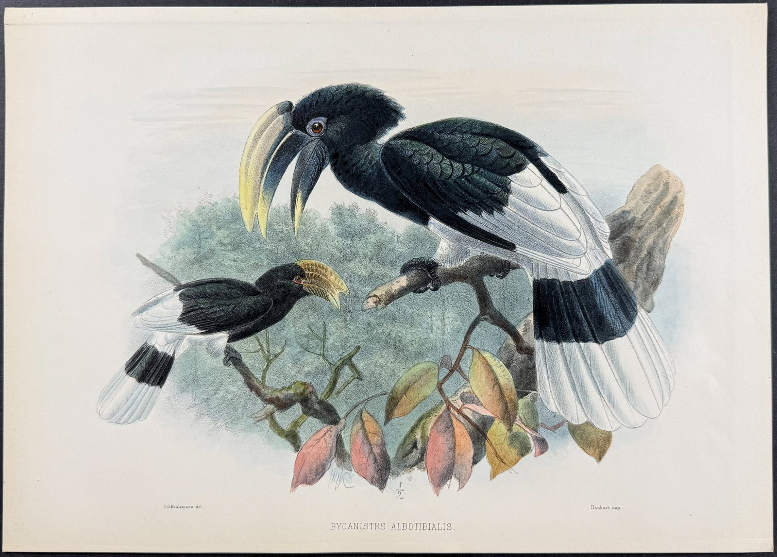 Elliot & Keulemans - Loango White-thighed Hornbill: This beautiful hornbill lithograph is from Daniel Giraud Elliot's A Monograph of the Bucerotidae, or Family of the Hornbills. The work was published in New York by Taylor & Francis of London between