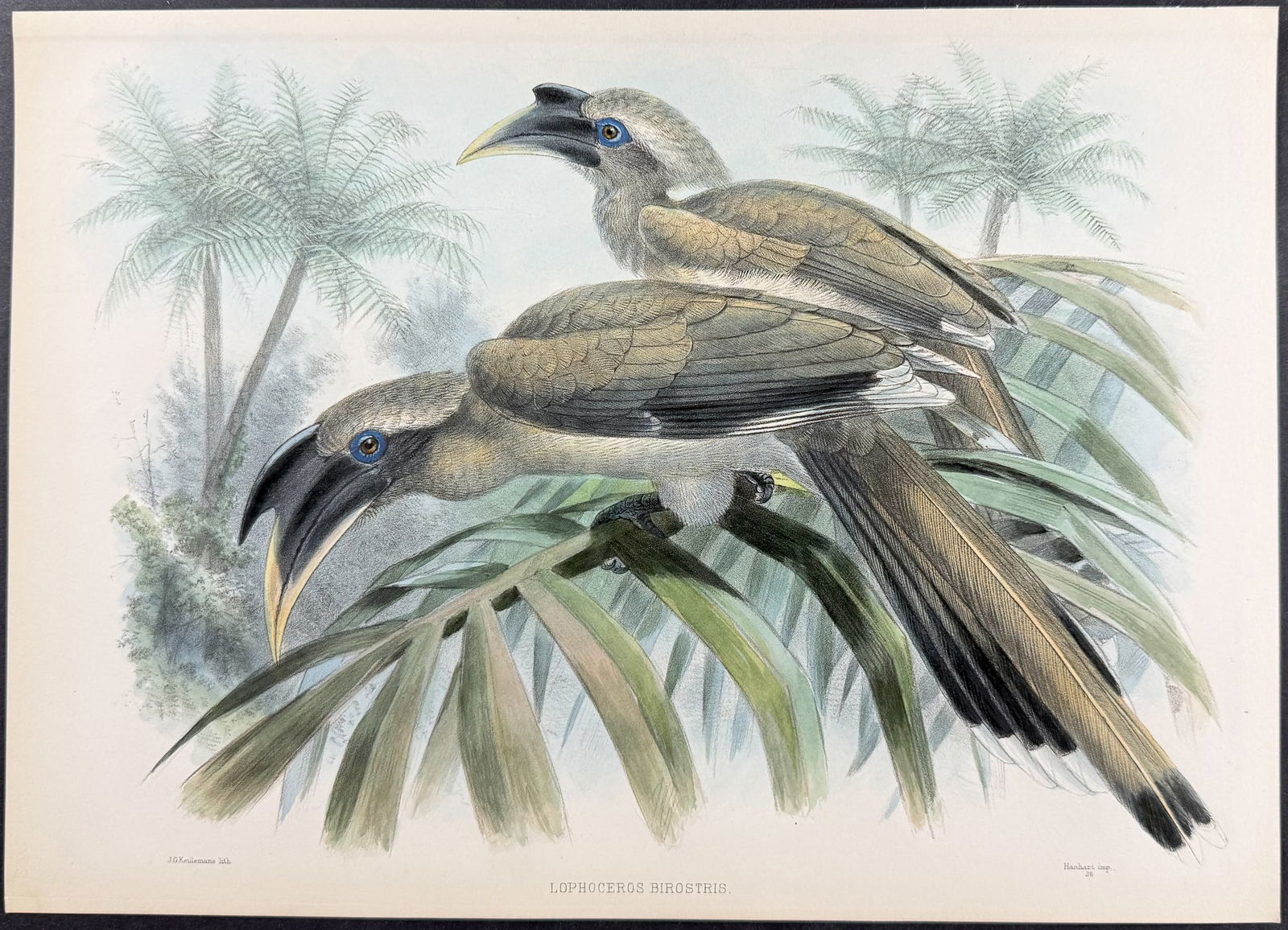 Elliot & Keulemans - Gingi Hornbill: This beautiful hornbill lithograph is from Daniel Giraud Elliot's A Monograph of the Bucerotidae, or Family of the Hornbills. The work was published in New York by Taylor & Francis of London between