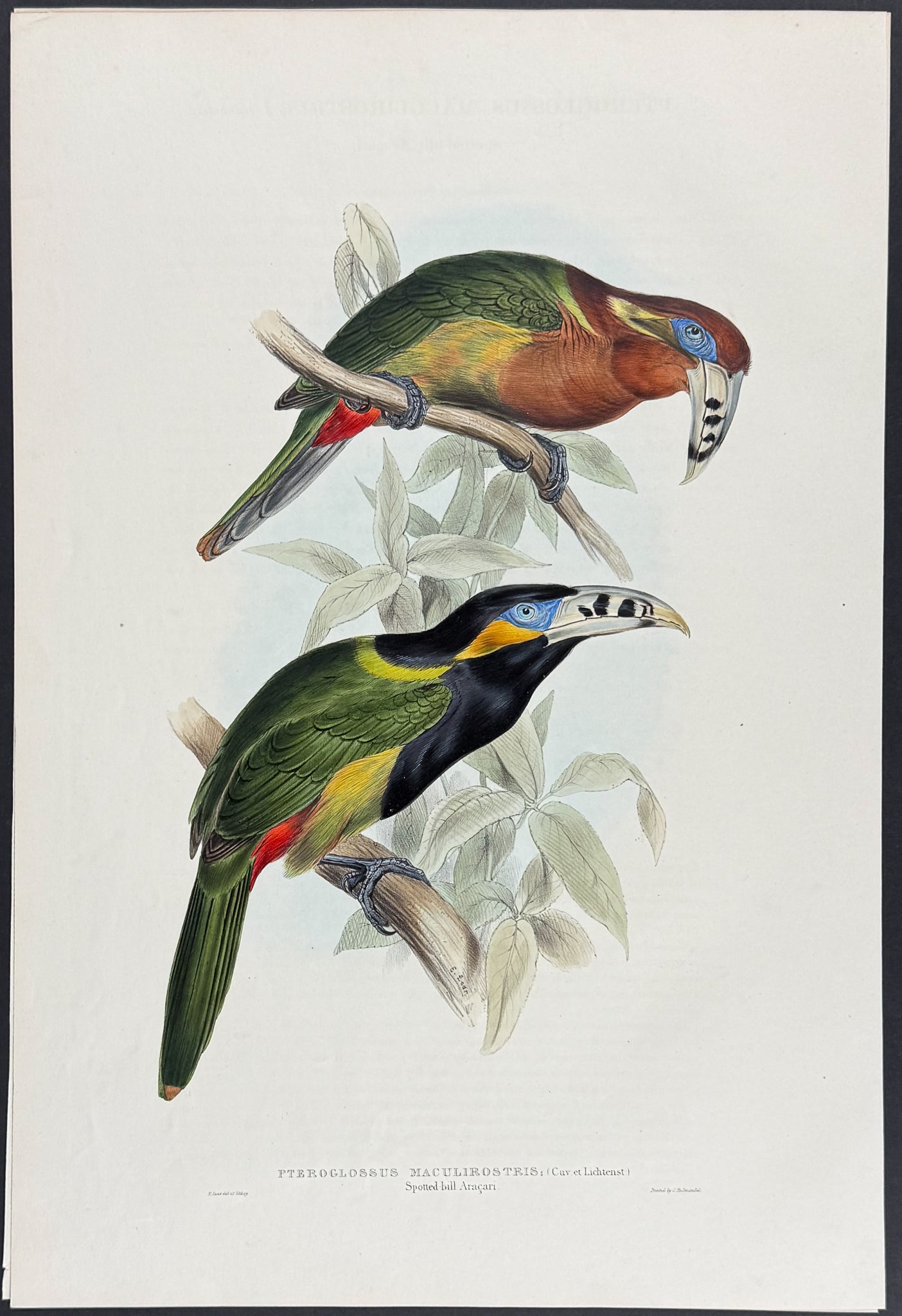 Gould & Lear - Spotted-bill Aracari or Toucan [Pteroglossus Maculirostris]: This exquisite lithograph is from the first edition of John Gould's A Monograph of the Ramphastidae, or Family of Toucans. The work was published in London between 1833 and 1835. Many consider this