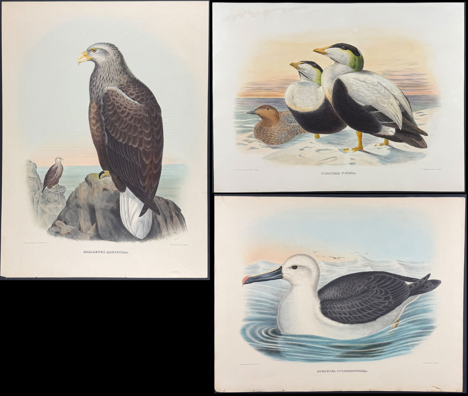 Elliot - 5 Folio Bird Lithographs: Included in this lot: Gray Sea-Eagle Caspian Tern Yellow-nosed Albatross Pacific Eider Duck European House Sparrow Description of the work: This spectacular large folio lithograph is from Daniel Girau