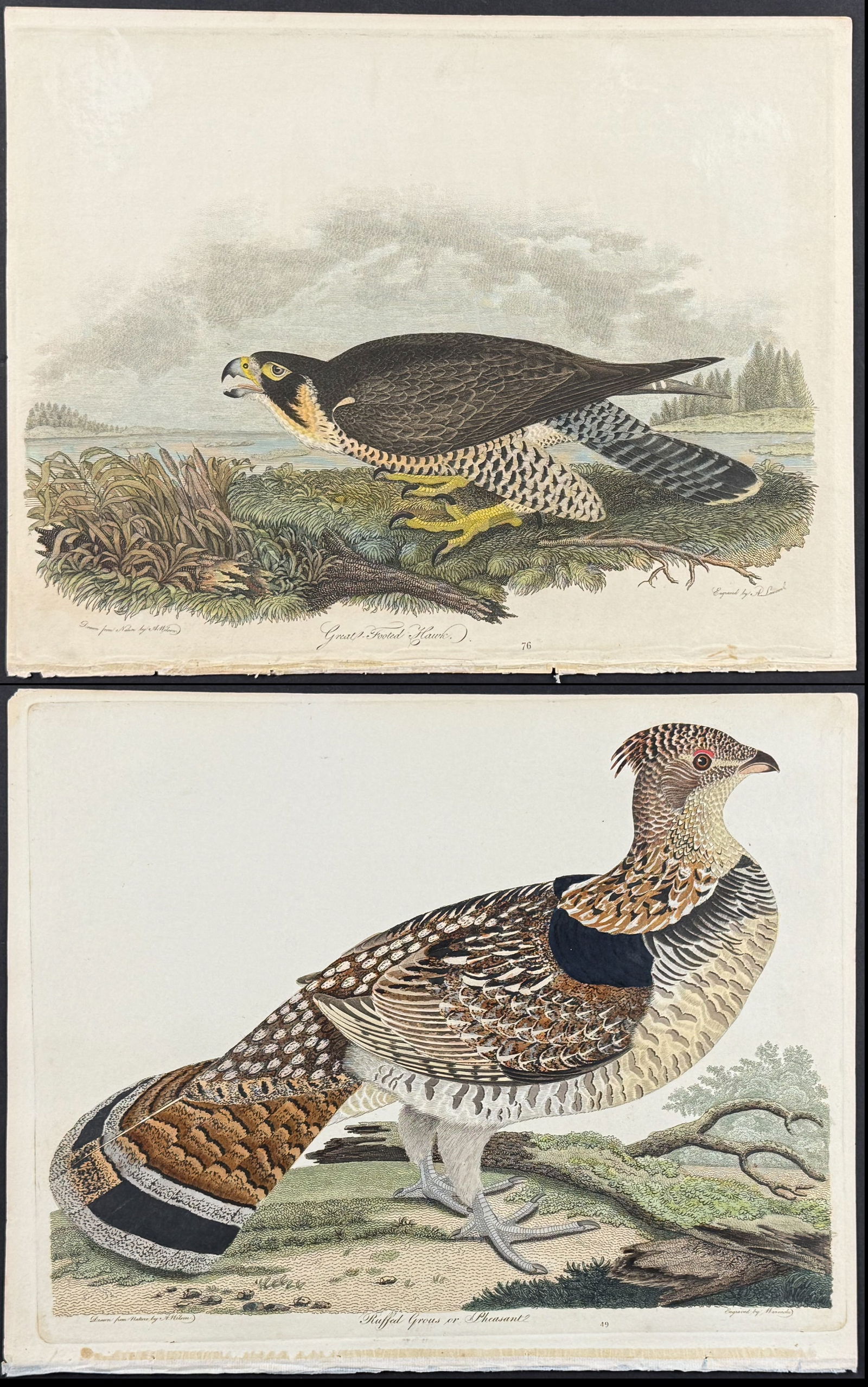 Wilson - Pair of Bird Engravings (Hawk & Grouse): Great Footed Hawk or Peregrine Falcon. 76 This exceptional originally hand-colored engraving is from Alexander Wilson?s American Ornithology; or the Natural History of the Birds of the United States.