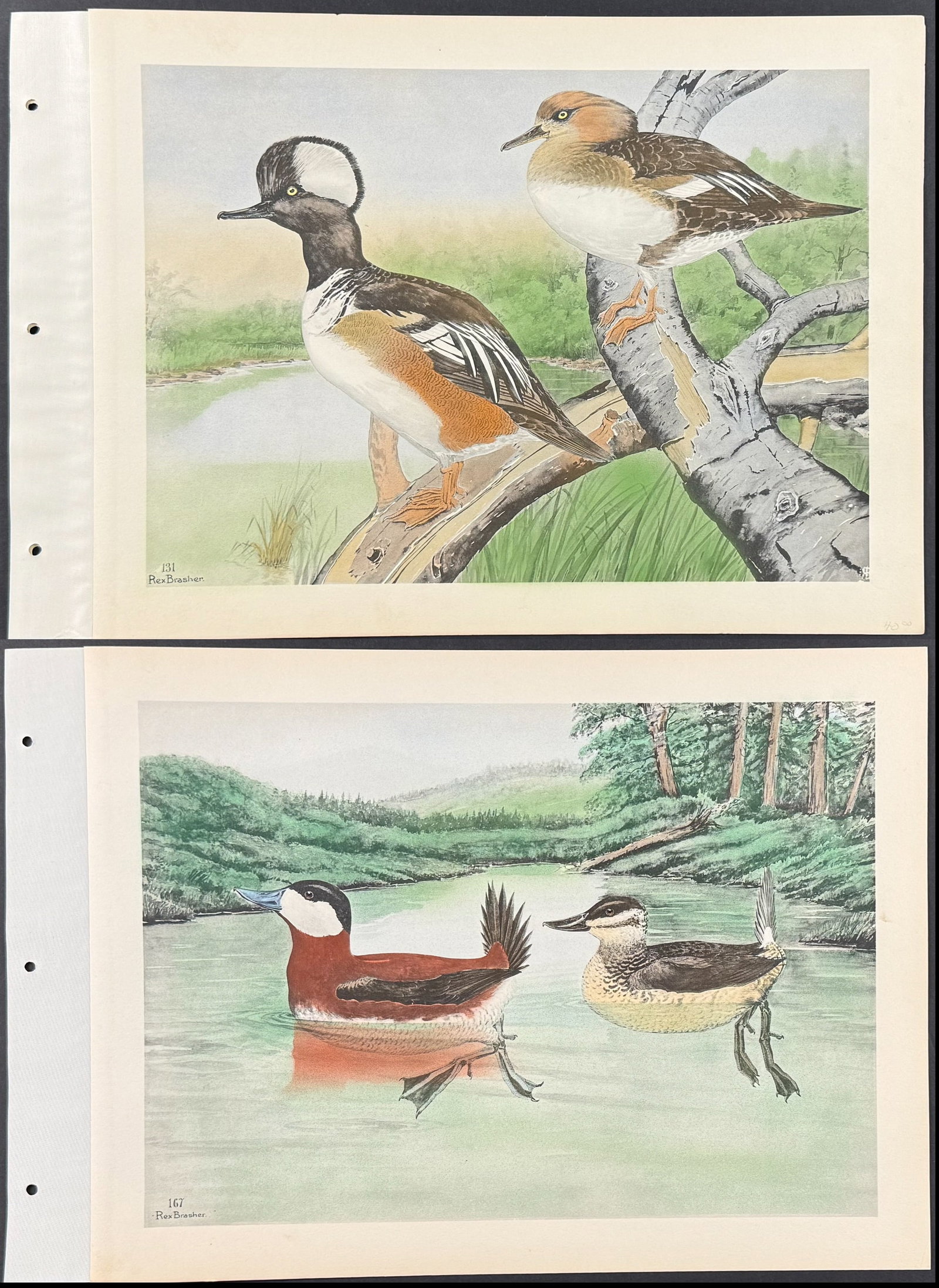 Brasher - Pair of Bird Prints: Merganser & Duck + Title Page: Included in this lot: Hood Merganser. 131 Ruddy Duck. 167 Description of the work: This wonderful, hand-colored folio collotype is from Rex Brasher's Birds and Trees of North America. The work was pub