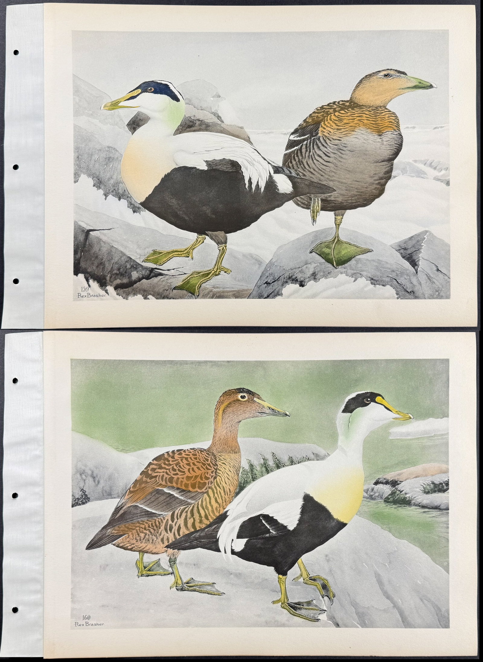 Brasher - 6 Bird Prints