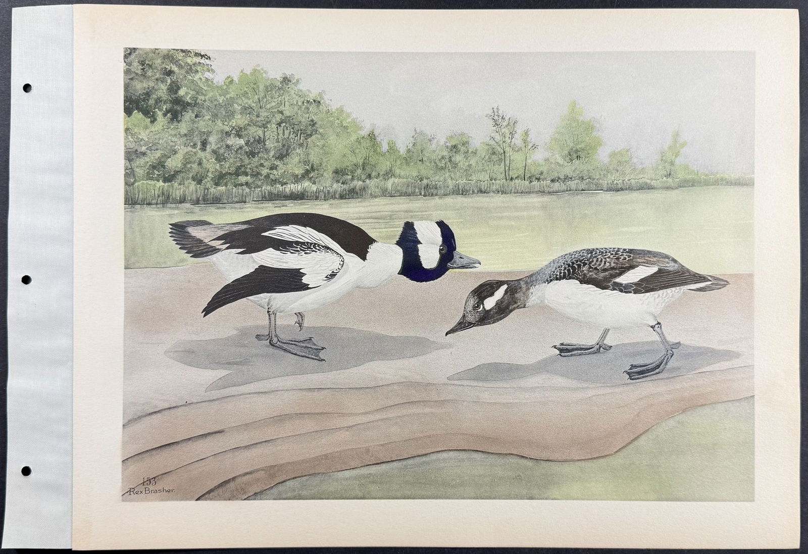 Brasher - 6 Bird Prints - 2
