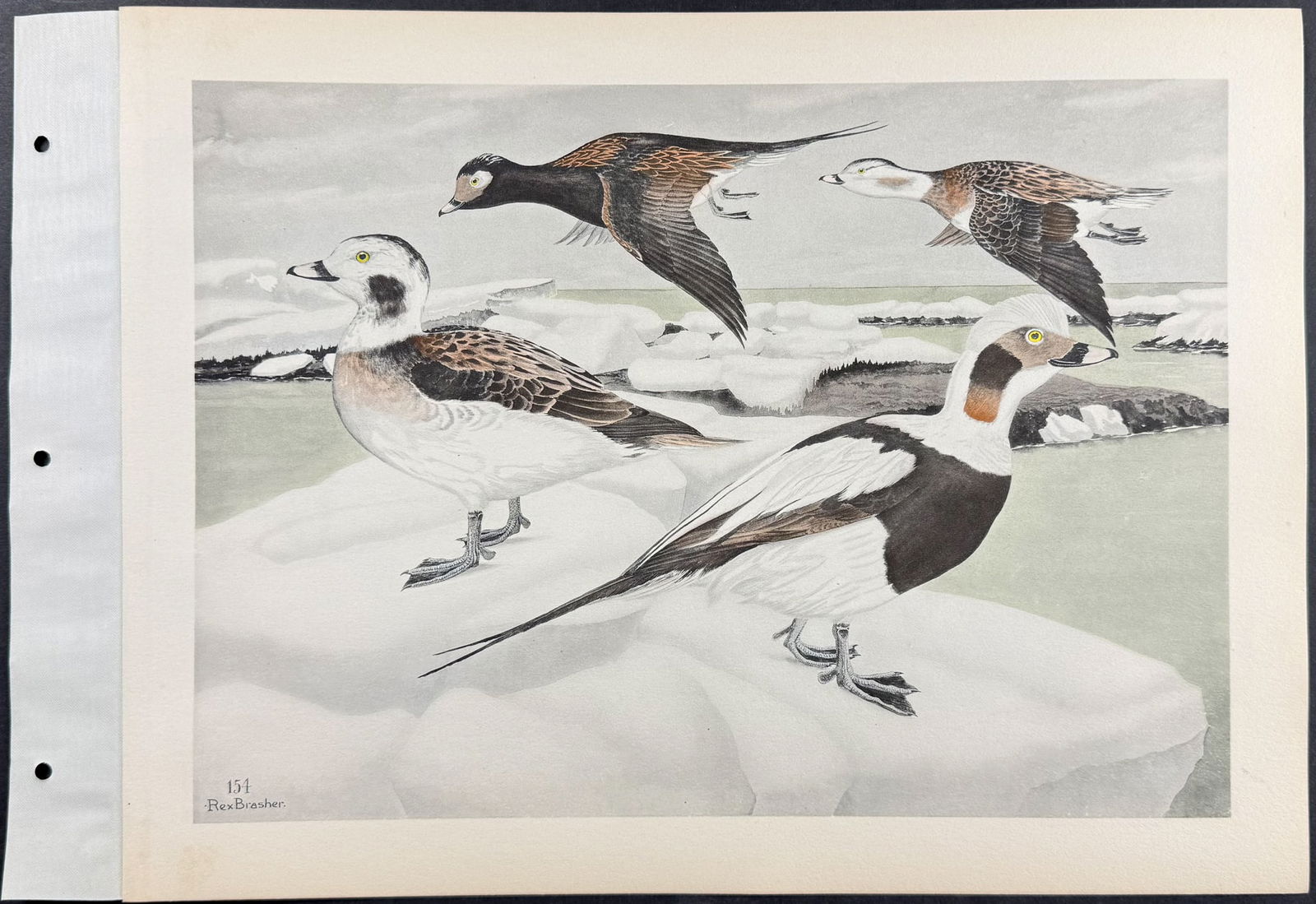 Brasher - 6 Bird Prints - 3