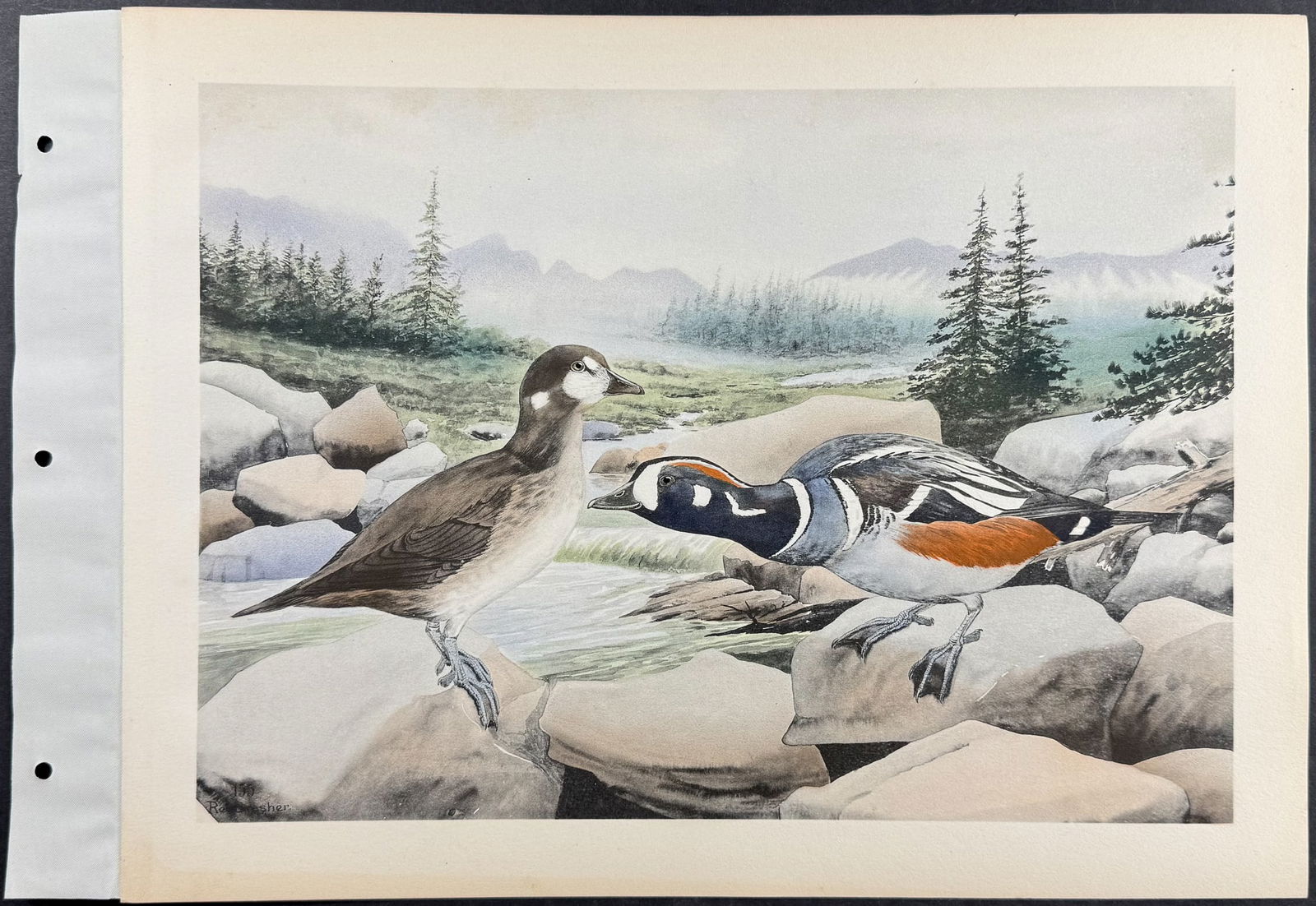 Brasher - 6 Bird Prints - 4