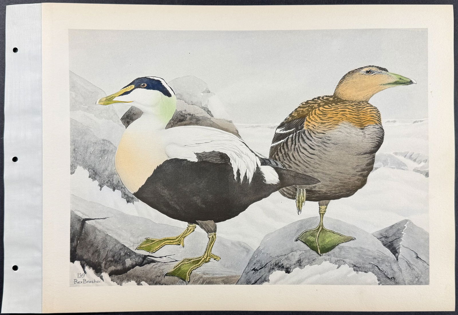 Brasher - 6 Bird Prints - 6