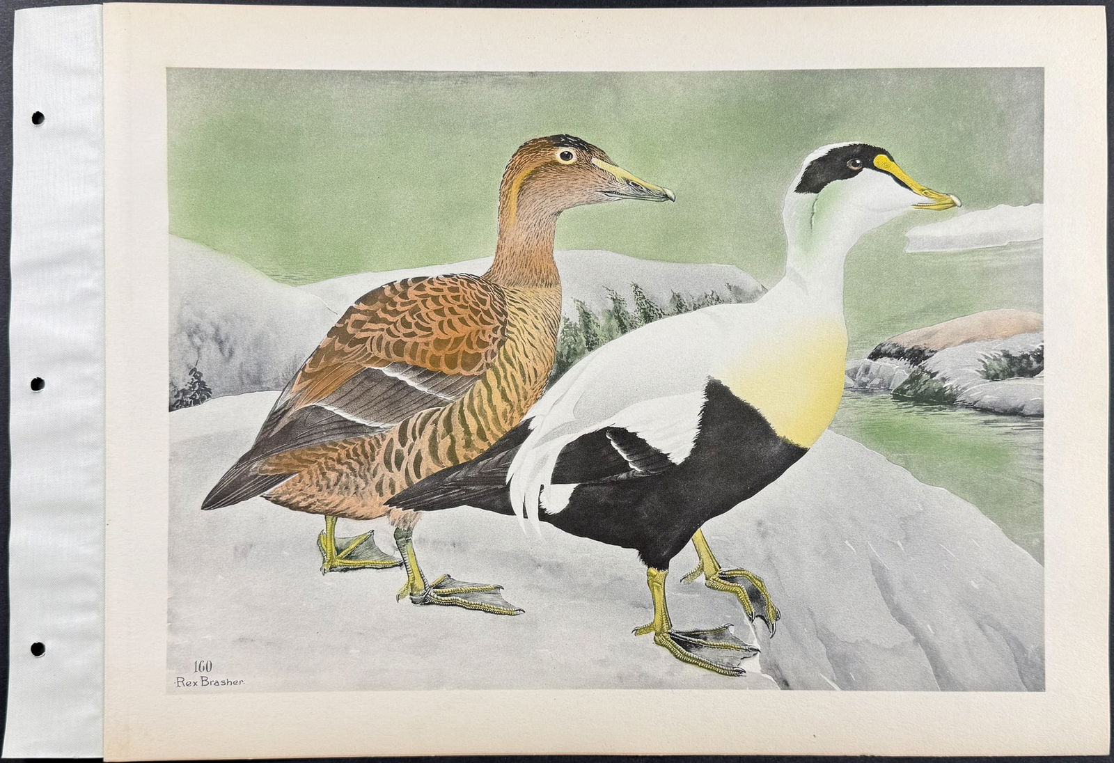 Brasher - 6 Bird Prints - 7