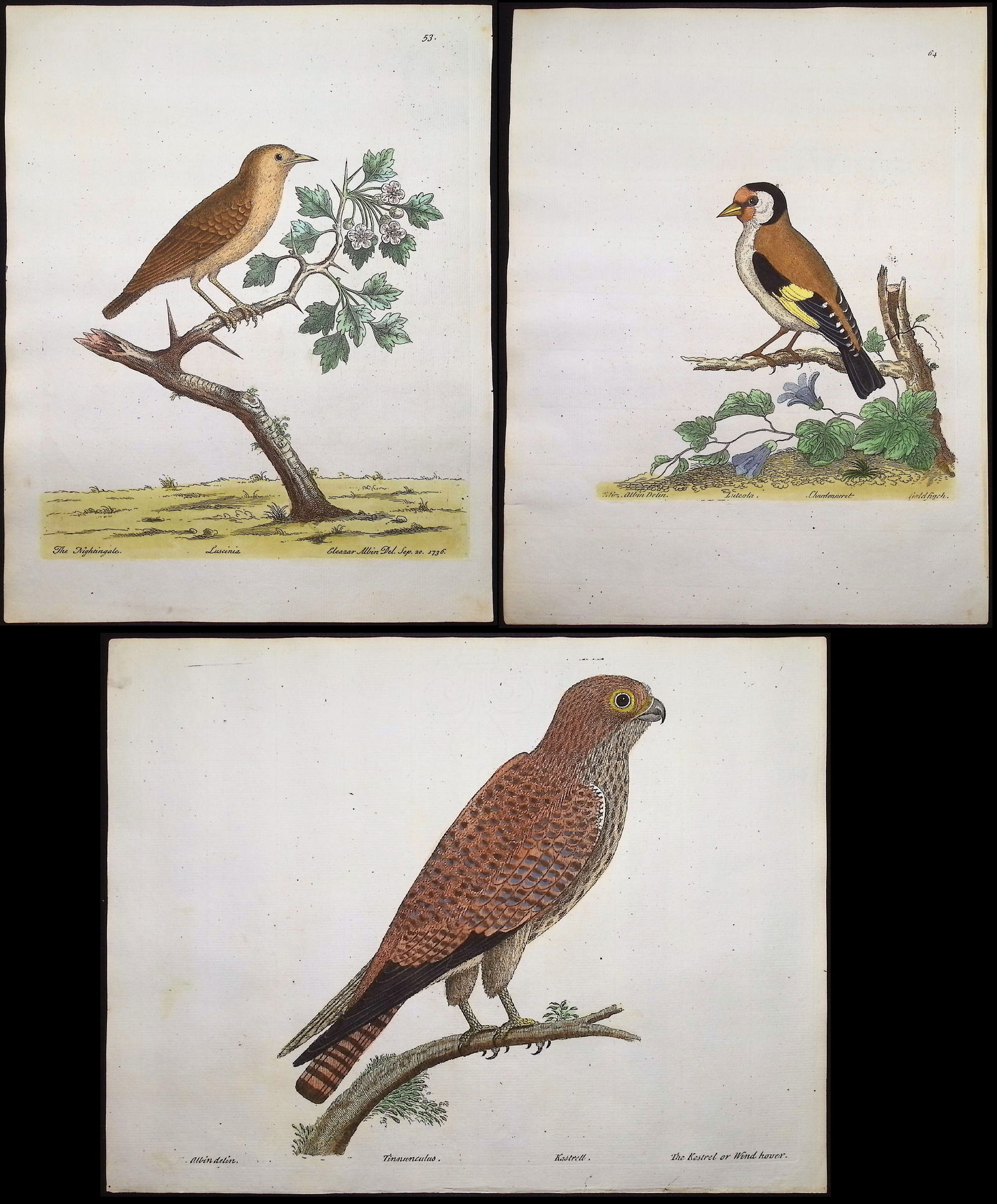 Albin - 5 Bird Engravings: Included in this lot: Sedge Bird. 60 Kestrel or Wind Hover. 7 Nightingale. 53 Goldfinch. 64 Hen Wheat Ear. 54 Description of the work: This originally hand-colored etching is from Eleazar Albin's Hist