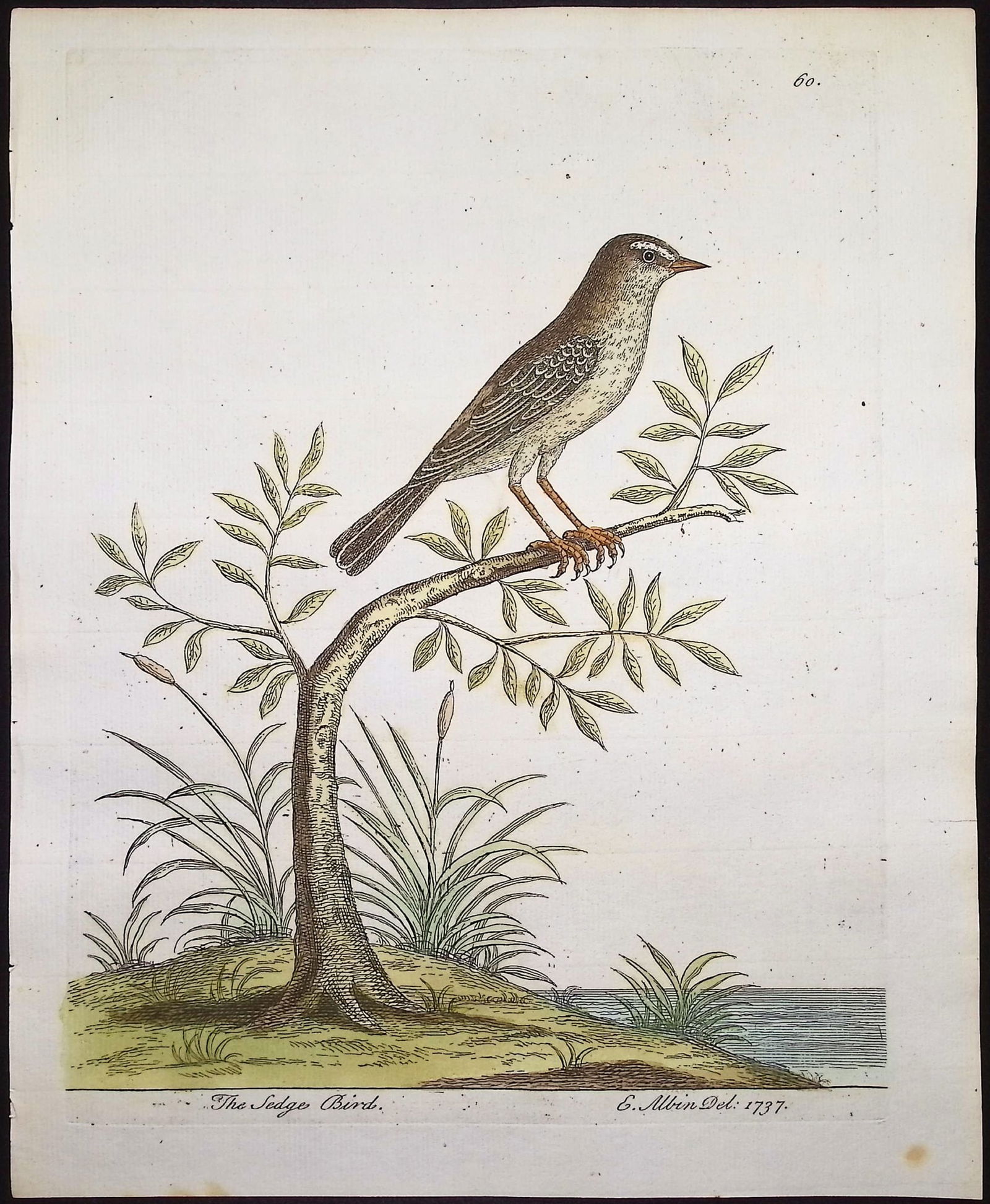 Albin - 5 Bird Engravings - 2