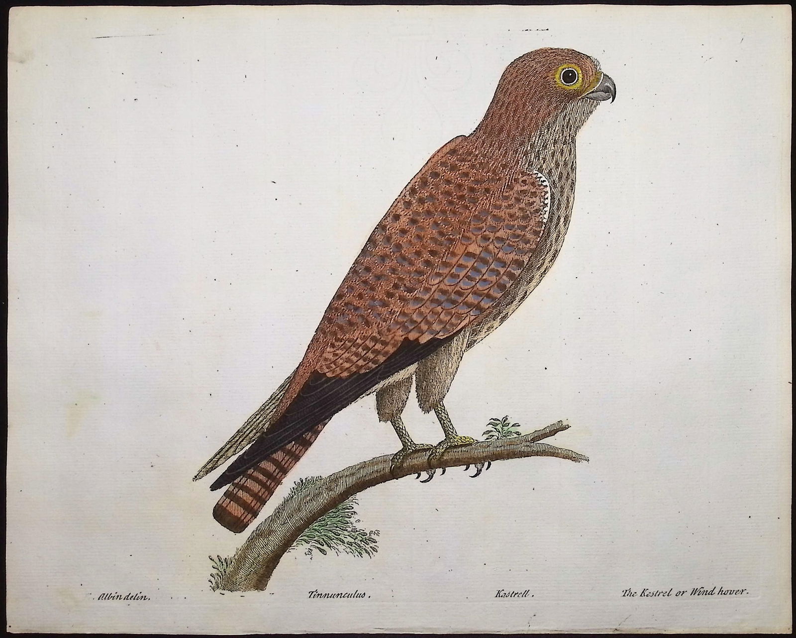 Albin - 5 Bird Engravings - 3