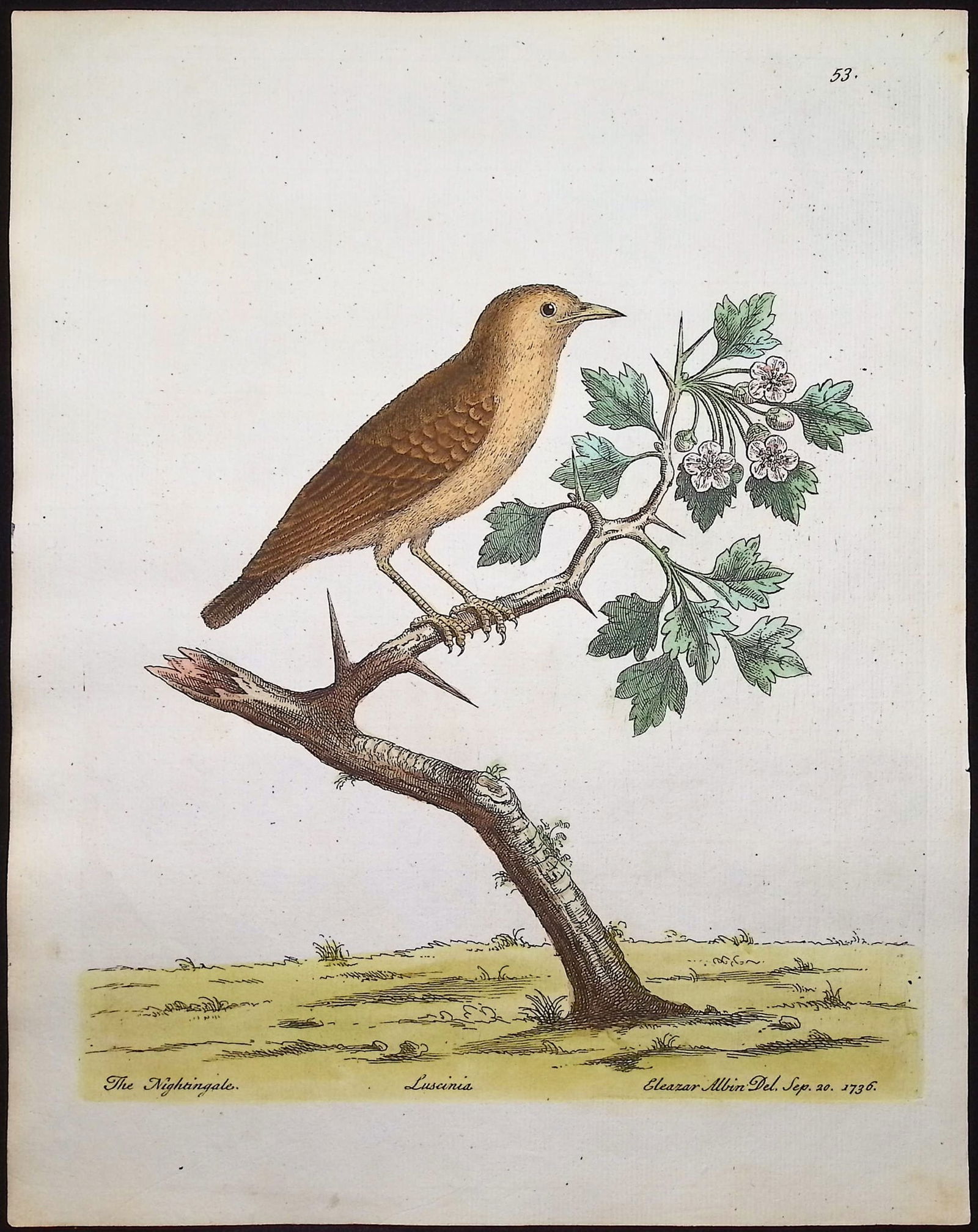 Albin - 5 Bird Engravings - 4