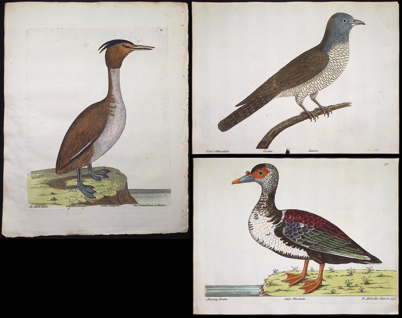 Albin - 3 Bird Engravings: Included in this lot: Crested Loon or Diver. 81 Cuckoo Muscovy Drake (Duck). 97 Description of the work: This originally hand-colored etching is from Eleazar Albin's Histoire Naturelle des Oiseaux or