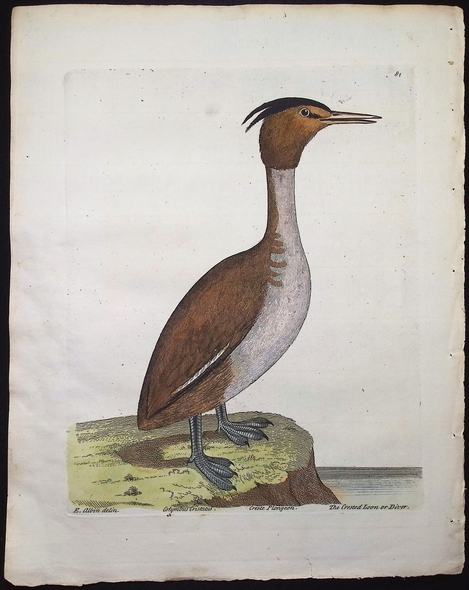 Albin - 3 Bird Engravings - 2