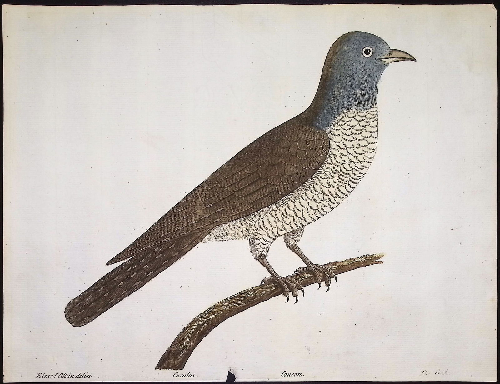 Albin - 3 Bird Engravings - 3