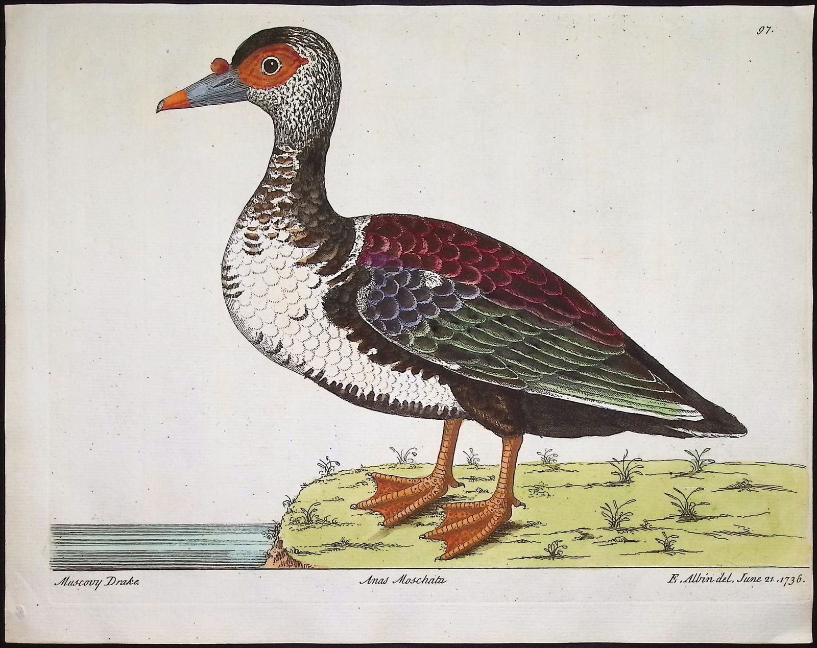 Albin - 3 Bird Engravings - 4