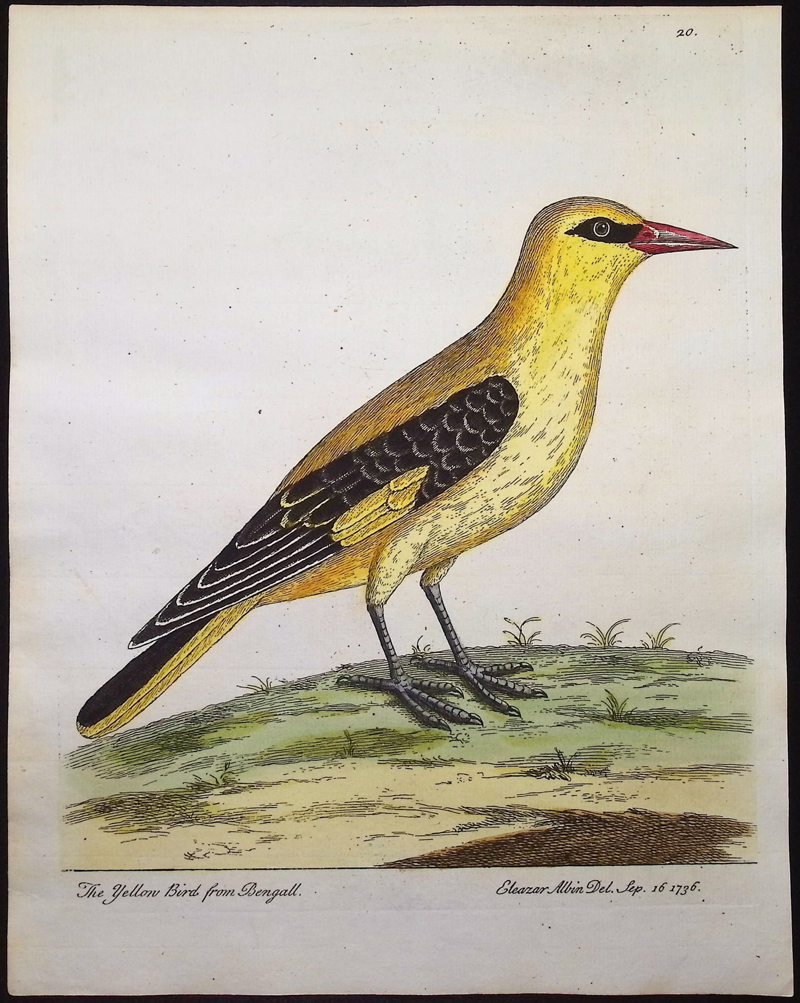 Albin - 4 Bird Engravings - 2