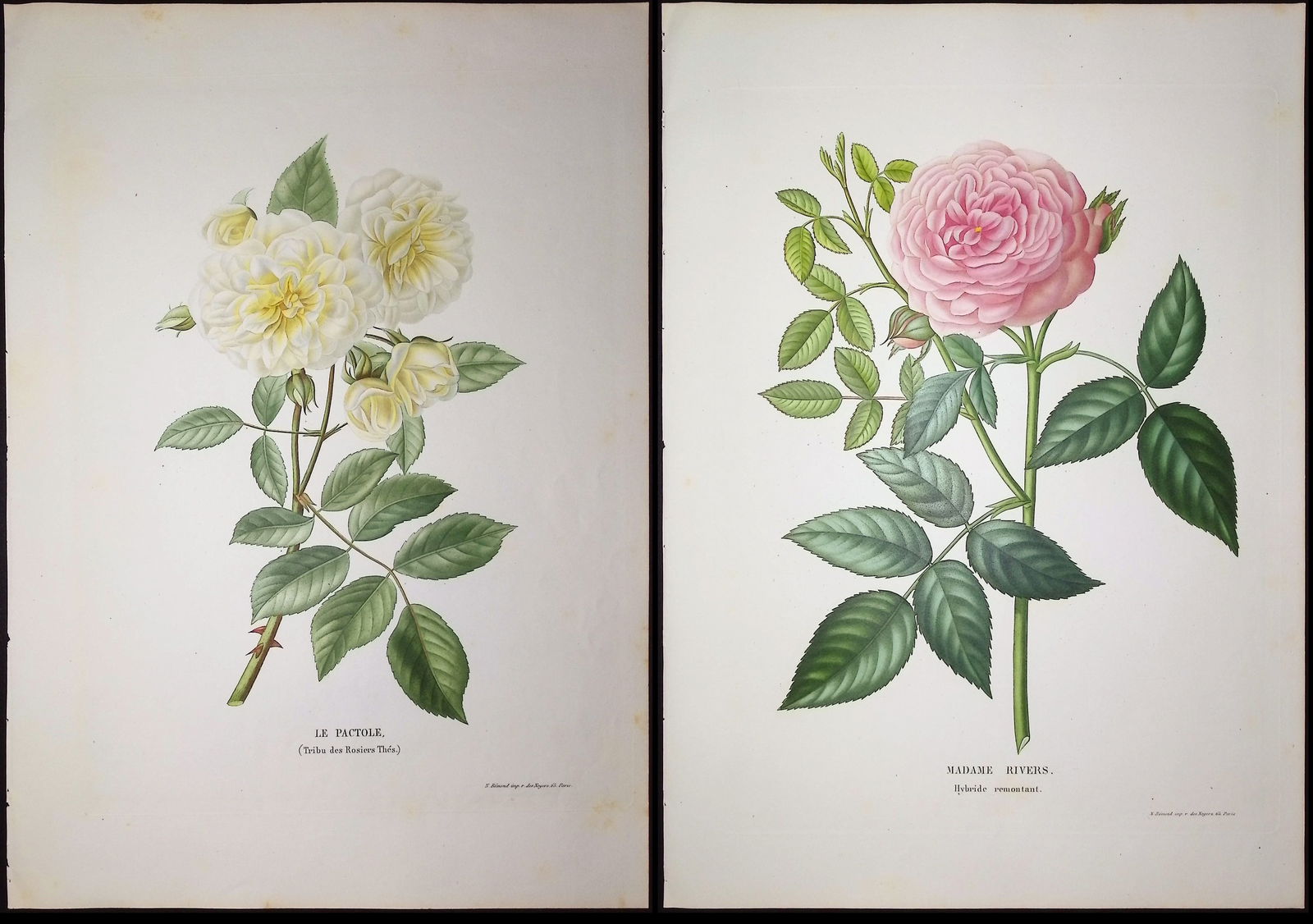 Paquet - Pair of Rose Engravings: This extraordinary originally hand-colored rose engraving is from Victor Paquet and P.C. Rouillard's Choix des plus belles roses, peintes d'apr?s nature, imprim?es en couleur et retouch?es au pinceau.
