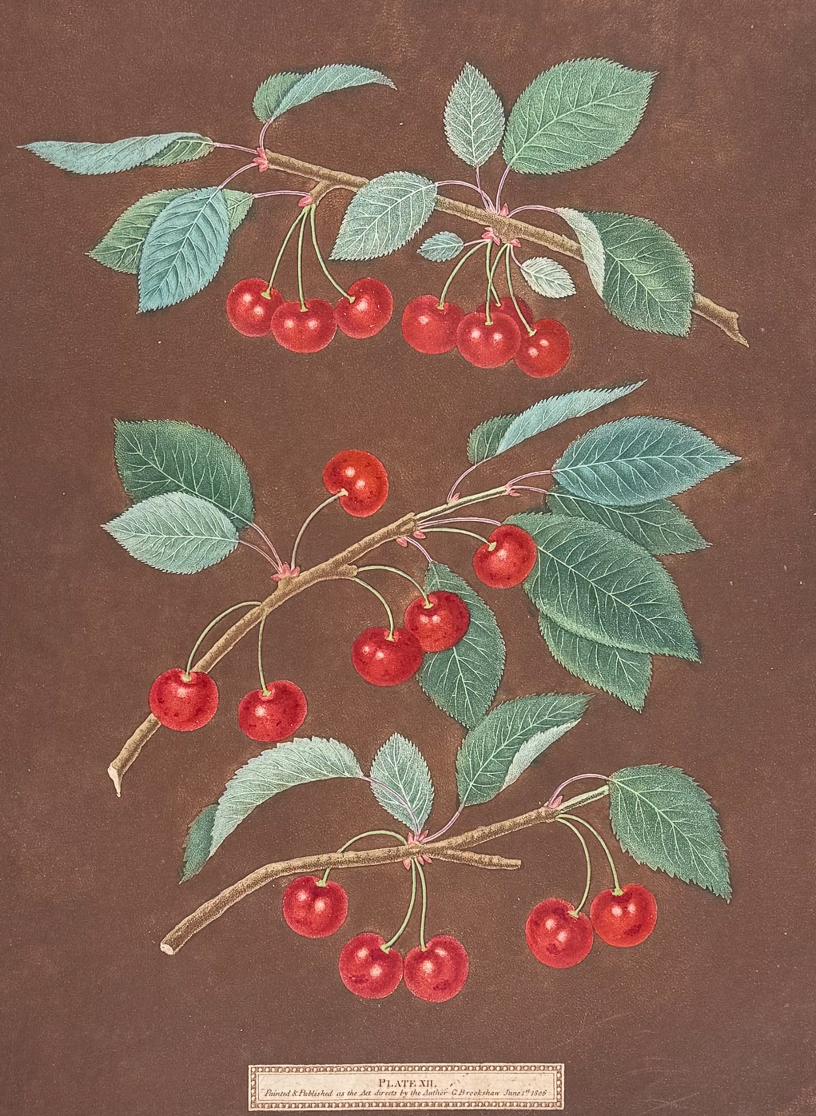 Brookshaw, Folio - Cherries. 12: This remarkable, large folio fruit engraving is from George Brookshaw's Pomona Britannica, or a Collection of the Most Esteemed Fruits at present cultivated in the country; together with the Blossoms