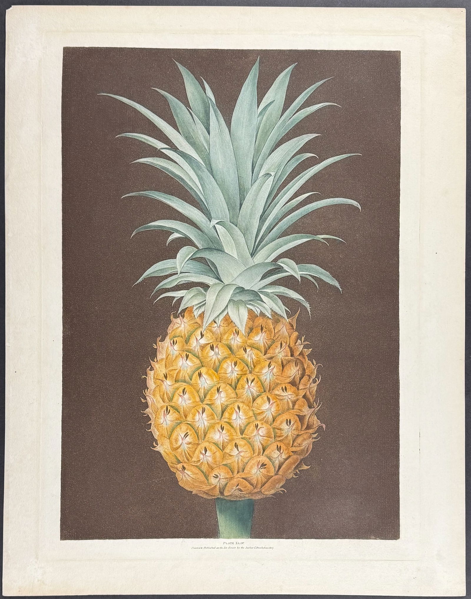 Brookshaw, Folio - Pineapple. 44 - 2