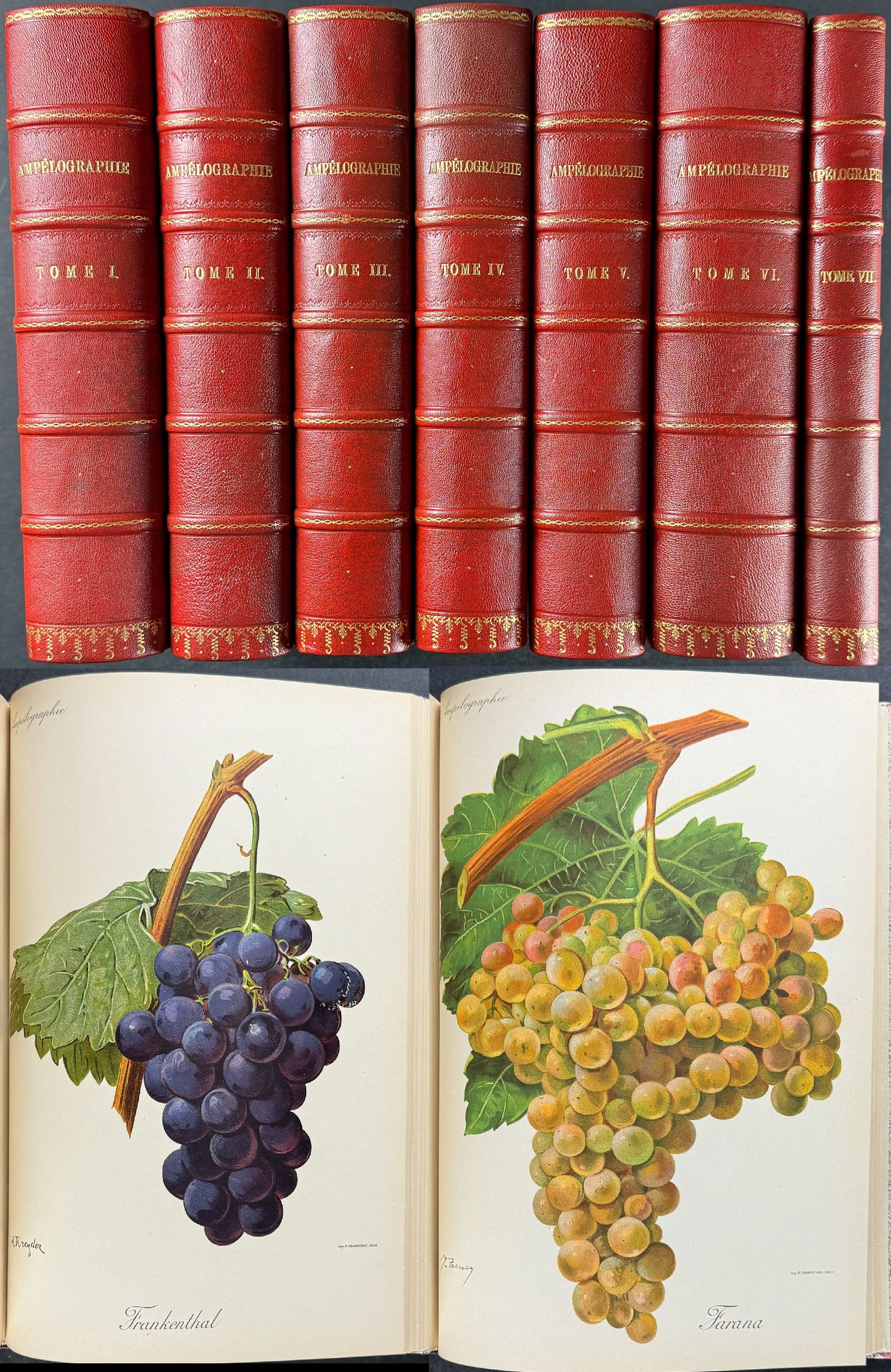 Viala's Viticulture - 7 Volumes with 570 Grape Lithographs: This lovely work on grapes is Pierre Viala's Trait? G?n?ral de Viticulture. Ampelographie. The work was published in Paris between 1901 and 1920 by Protat fr?res for Maccon & Cie. The work is in 7 vol