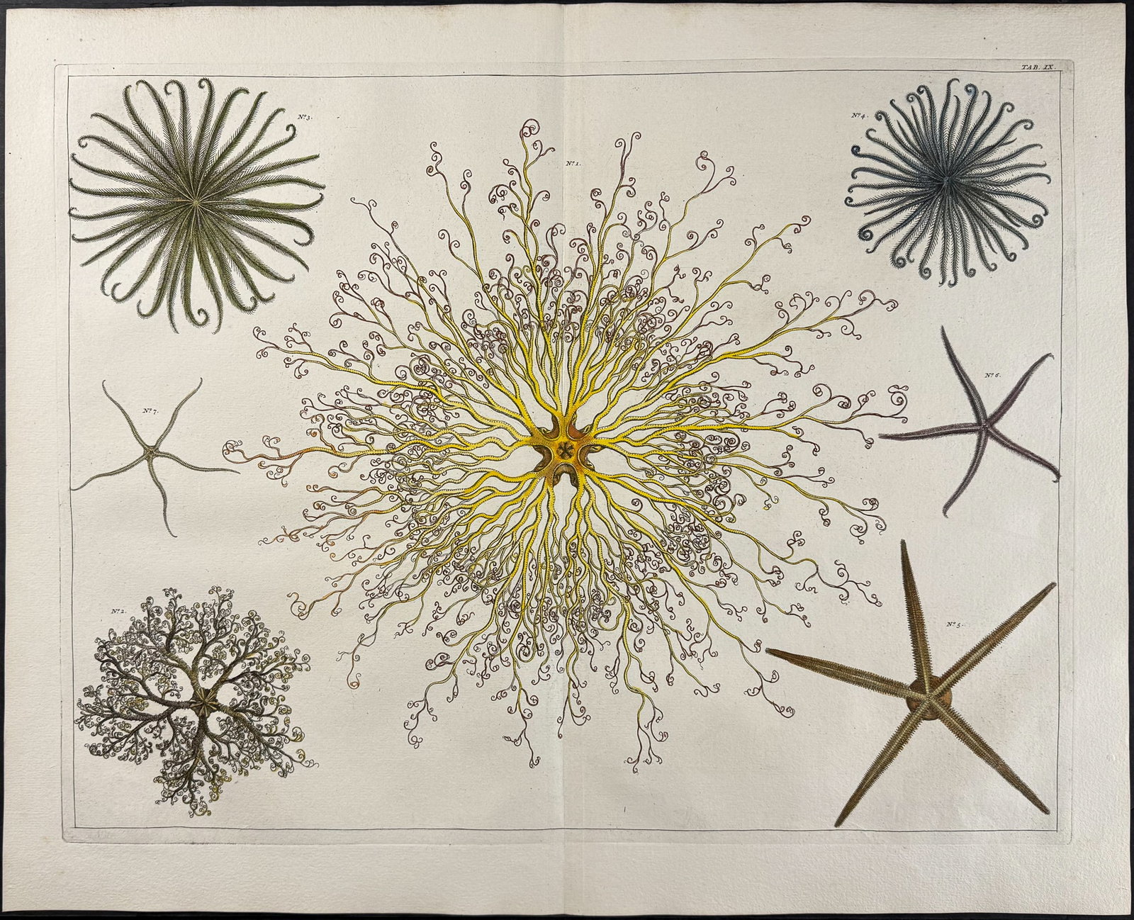 Seba - Asterias or Sea Life. 9: This artistically composed, scientific folio engraving is from Albertus Seba?s Locupletissimi rerum naturalium thesauri accurata descriptio, et iconibus artificiosissimis expressio, per universam