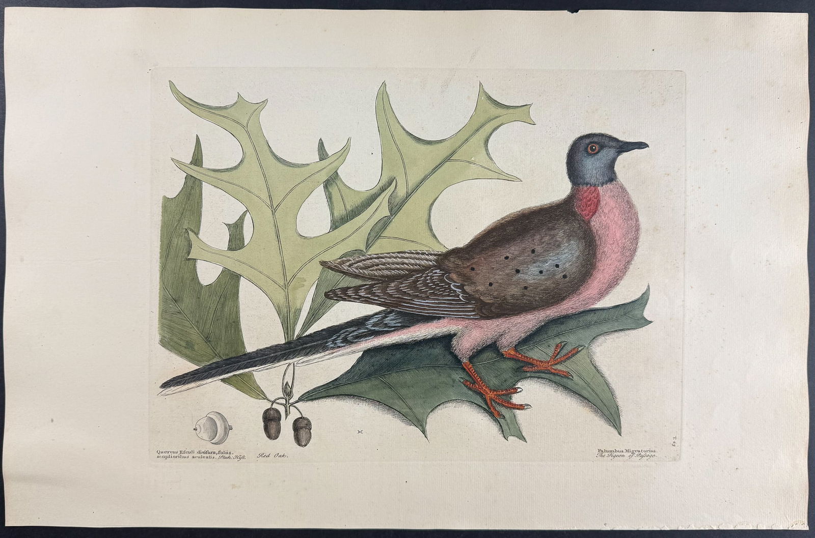 Catesby - Pigeon of Passage (Passenger Pigeon, extinct) with Red Oak. 1-23: We are pleased to offer this folio engraving from Mark Catesby?s The Natural History of Carolina, Florida and the Bahama Islands: Containing the Figures of Birds, Beasts, Fishes, Serpents, Insects, an