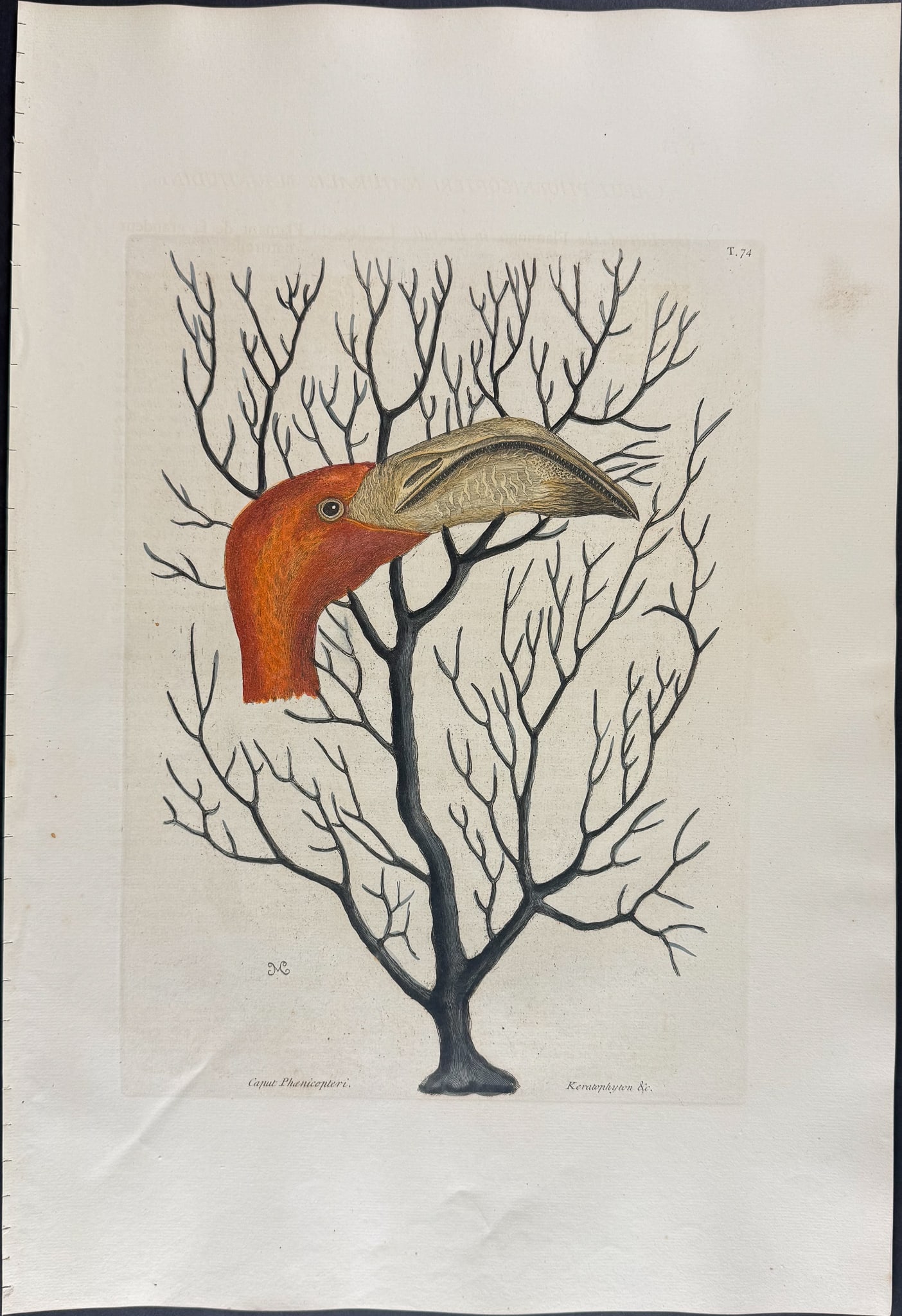 Catesby - Bill of the Flamingo, in its full dimensions. 1-74: We are pleased to offer this folio engraving from Mark Catesby?s The Natural History of Carolina, Florida and the Bahama Islands: Containing the Figures of Birds, Beasts, Fishes, Serpents, Insects,