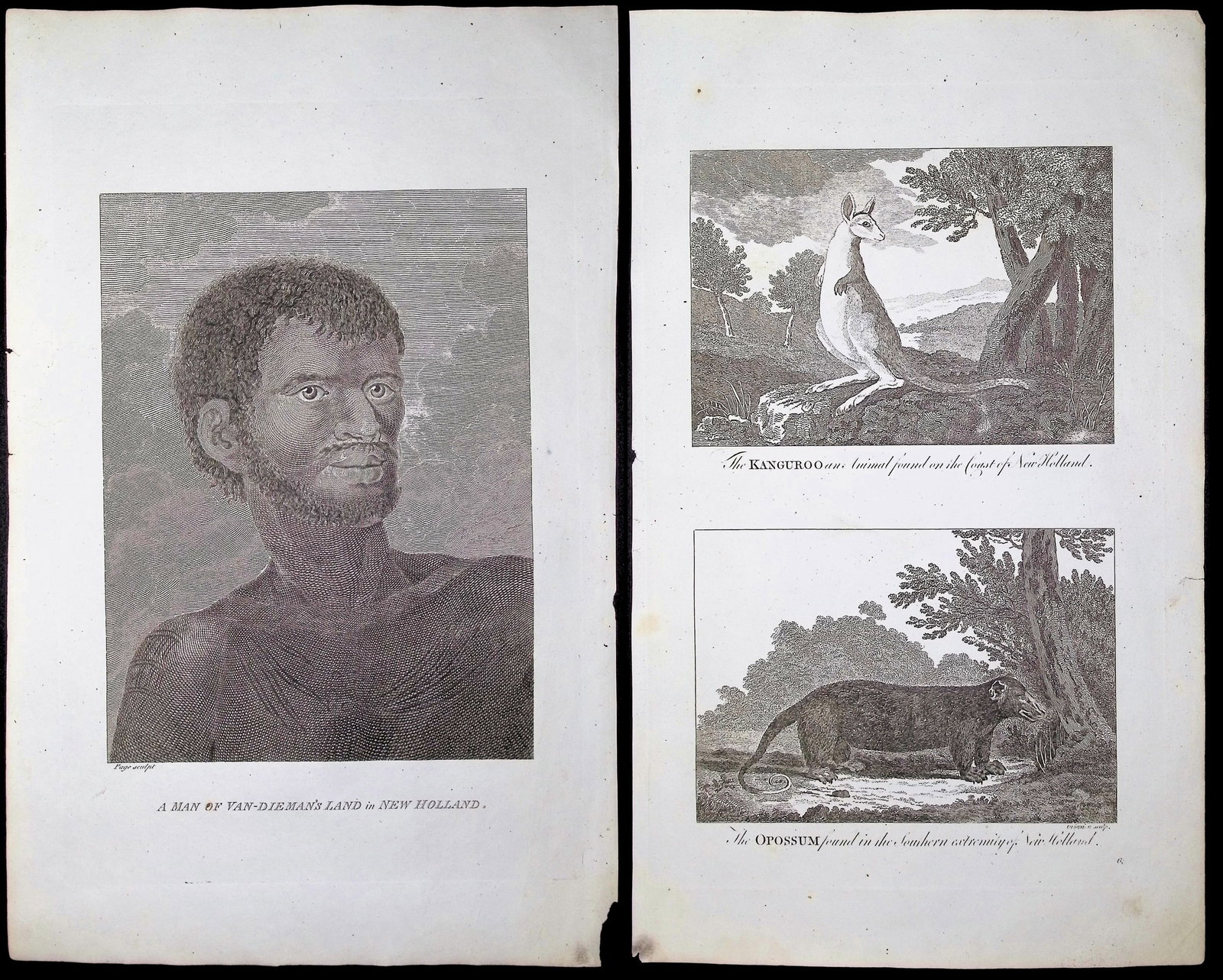 Bankes - Pair of Engravings of New Holland (Australia) & Partial Text from Captain Cook's Voyage: Included in this lot: The Kanguroo, an animal found on the Coast of New Holland with The Opossu, found in the Southern extremity of New Holland A Man of Van Dieman's Land in New Holland Description of