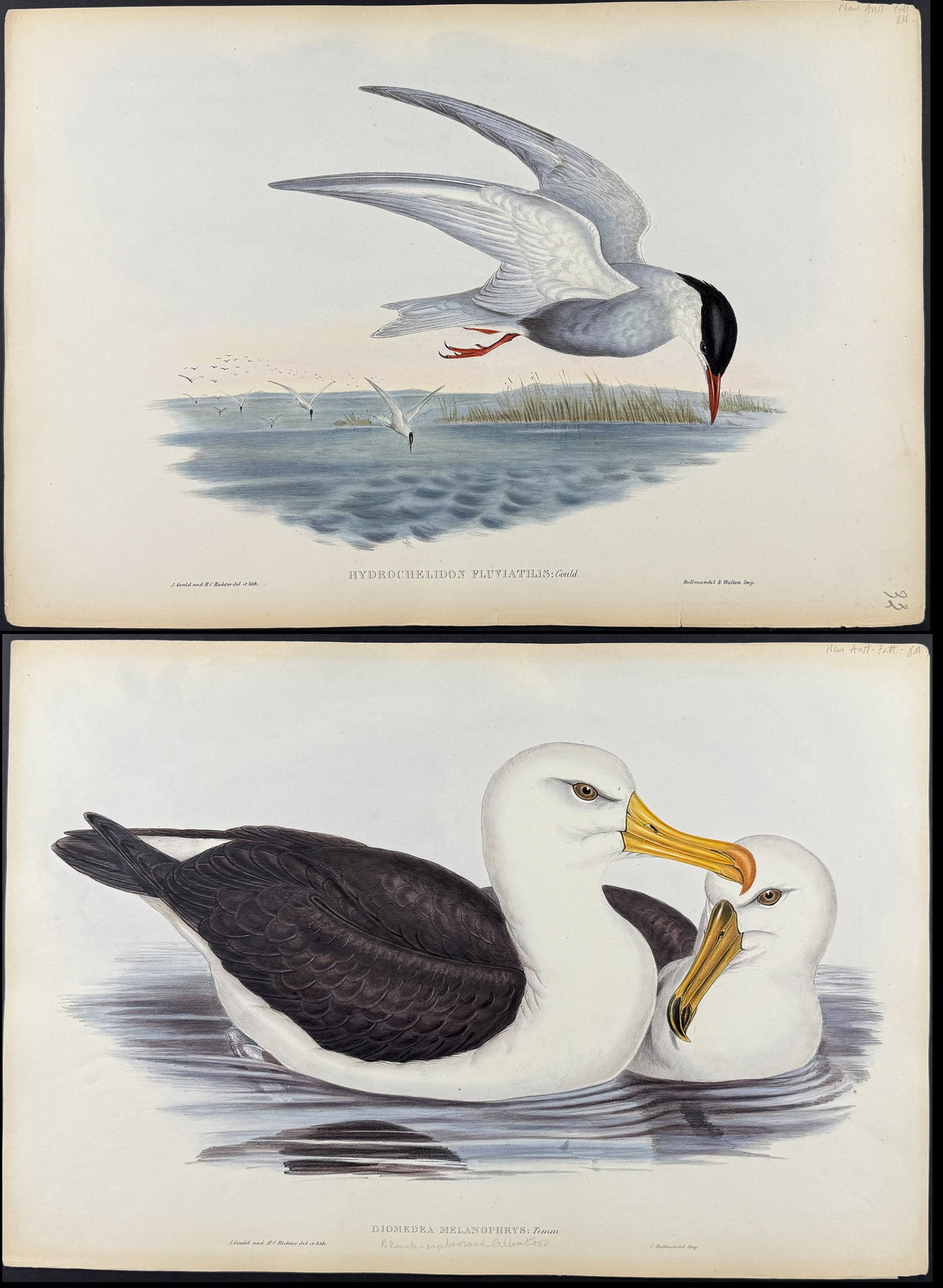 Gould, Australia - 3 Water Bird Lithographs (Albatross, Petrel, Tern) (1 of 4)