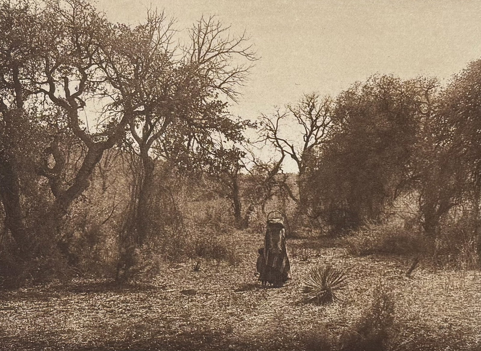 Edward Curtis - Among the Oaks - Apache: This moving photogravure in quarto size is from Edward Curtis's The North American Indian being a Series of Volumes Picturing and Describing the Indians of the United States and Alaska. Edited by Fred