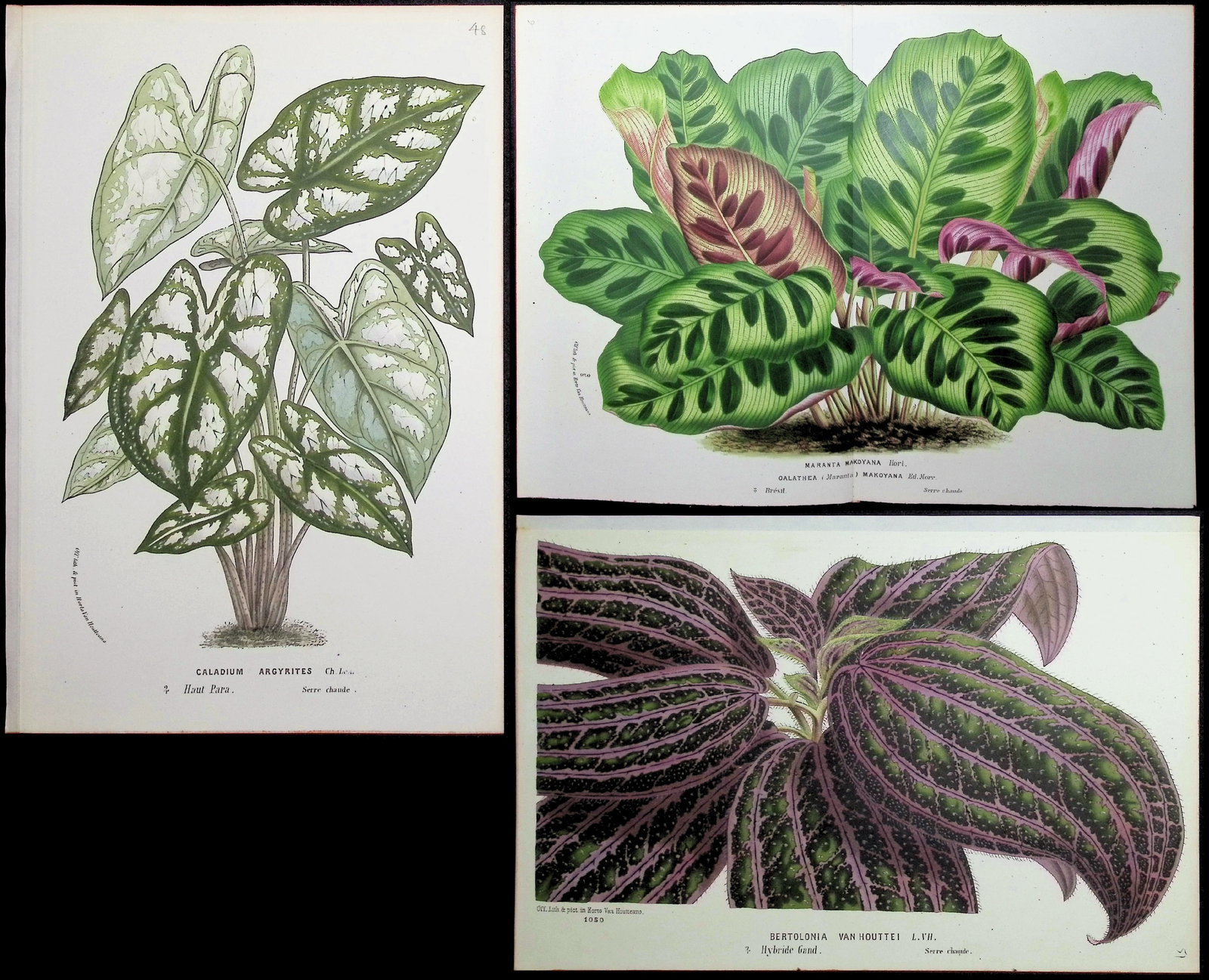 Van Houtte - 6 Leafy Plant Prints: This beautiful botanical print comes from Louis Van Houtte's monumental work entitled Flore des Serres et des Jardins de l'Europe (Flowers of the Greenhouses and Gardens of Europe) published between