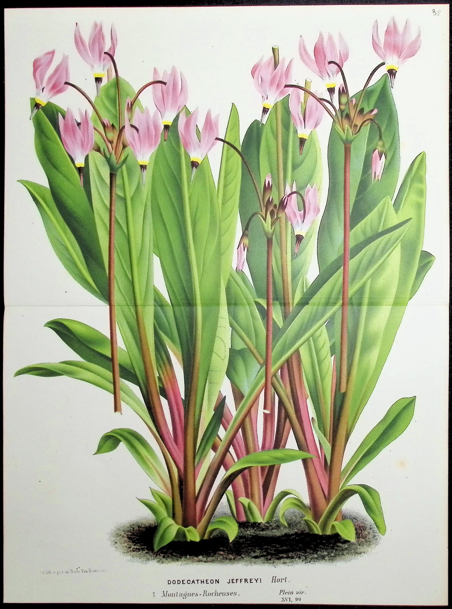 Van Houtte - Shooting Star Flower: This beautiful botanical print comes from Louis Van Houtte's monumental work entitled Flore des Serres et des Jardins de l'Europe (Flowers of the Greenhouses and Gardens of Europe) published between