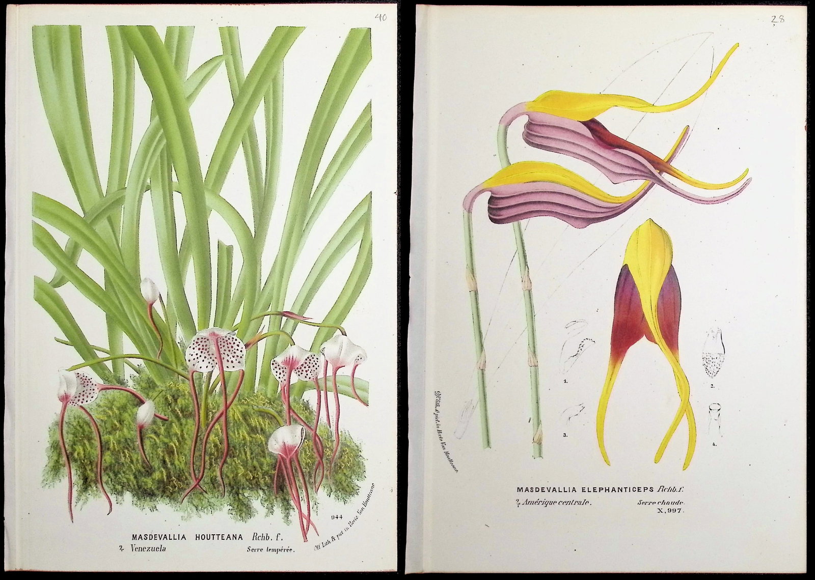 Van Houtte - Pair of Orchid (Madevallia) Prints: This beautiful botanical print comes from Louis Van Houtte's monumental work entitled Flore des Serres et des Jardins de l'Europe (Flowers of the Greenhouses and Gardens of Europe) published between
