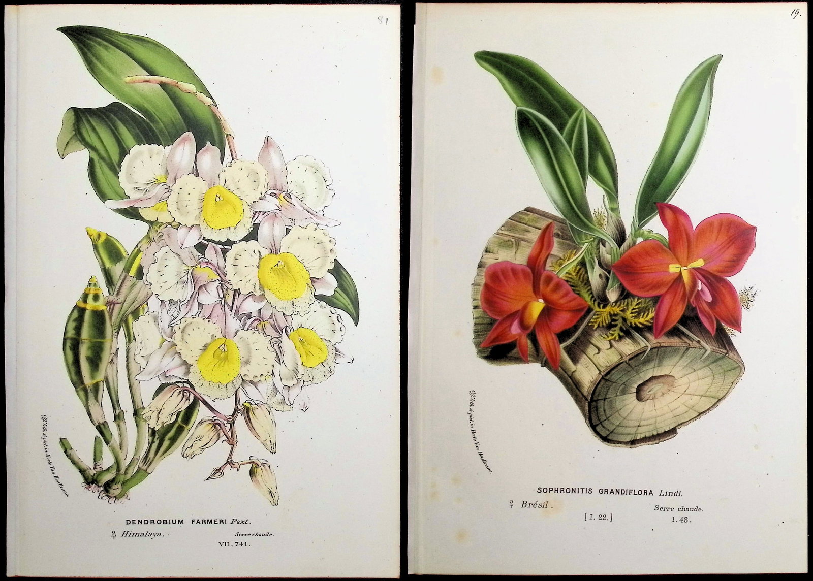 Van Houtte - 5 Orchid Prints: This beautiful botanical print comes from Louis Van Houtte's monumental work entitled Flore des Serres et des Jardins de l'Europe (Flowers of the Greenhouses and Gardens of Europe) published between