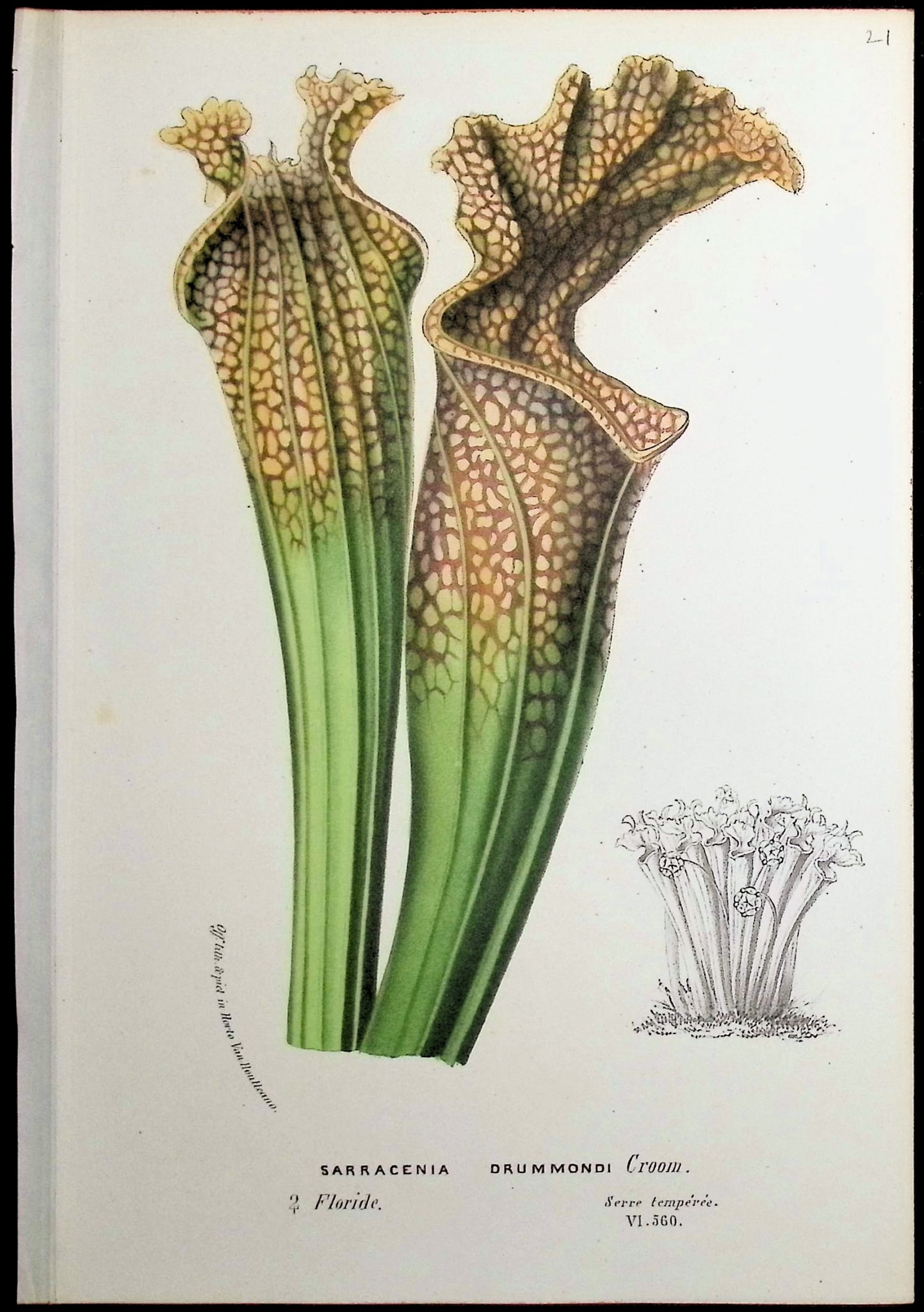 Van Houtte - Carnivorous Pitcher Plant: This beautiful botanical print comes from Louis Van Houtte's monumental work entitled Flore des Serres et des Jardins de l'Europe (Flowers of the Greenhouses and Gardens of Europe) published between