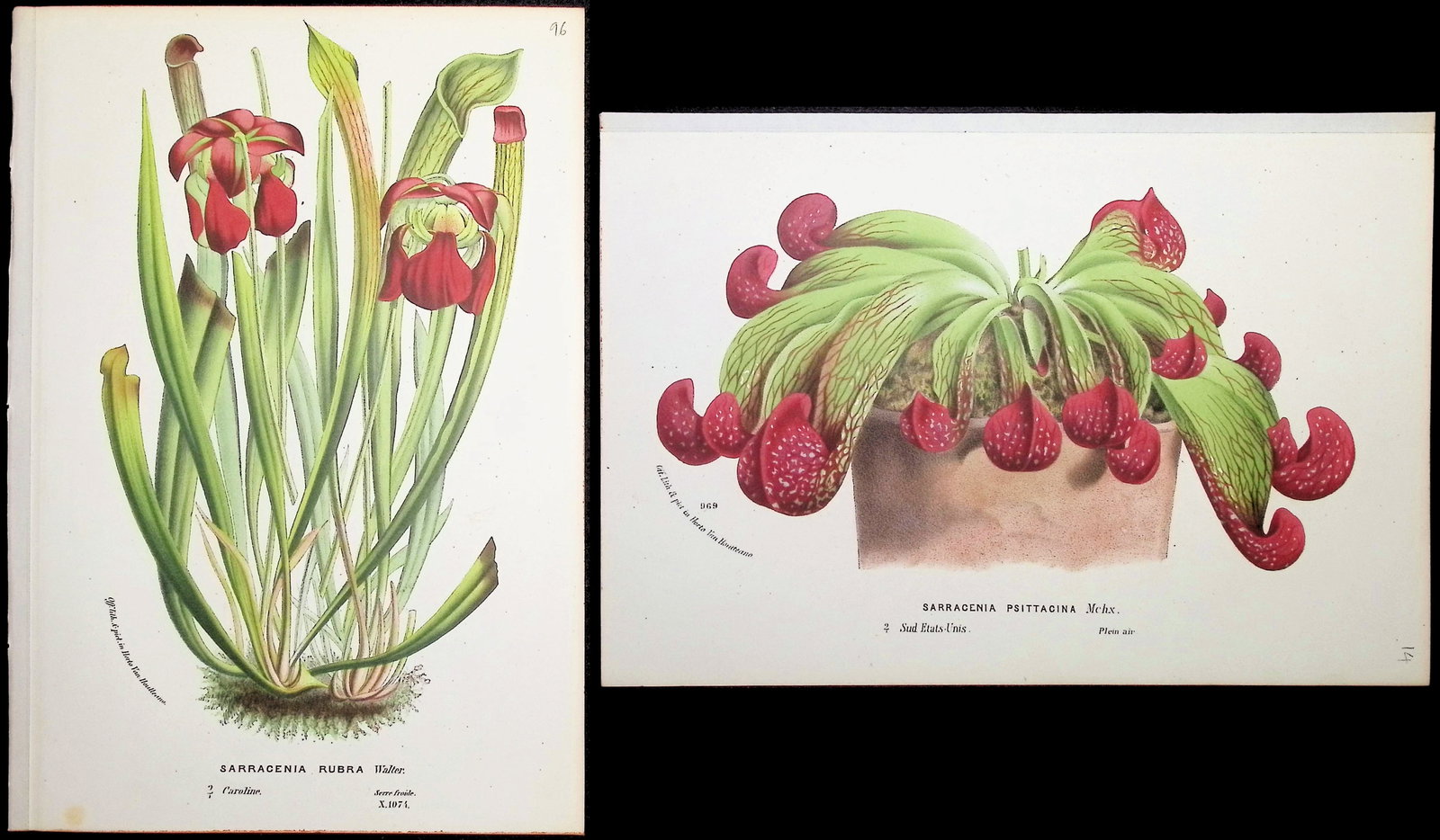 Van Houtte - Pair of Carnivorous Pitcher Plant Prints: This beautiful botanical print comes from Louis Van Houtte's monumental work entitled Flore des Serres et des Jardins de l'Europe (Flowers of the Greenhouses and Gardens of Europe) published between
