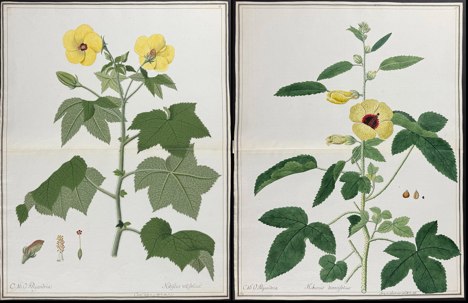 3 Original Watercolors of Hibiscus (according to Linnaeus system): Included in this lot: Hibiscus - Pavonia spinosa after Ledel for Cavanill Hibiscus vitifolius for Cavanill Hibiscus diversifolius after Herz for Jacquin Description of the work: This superb original b