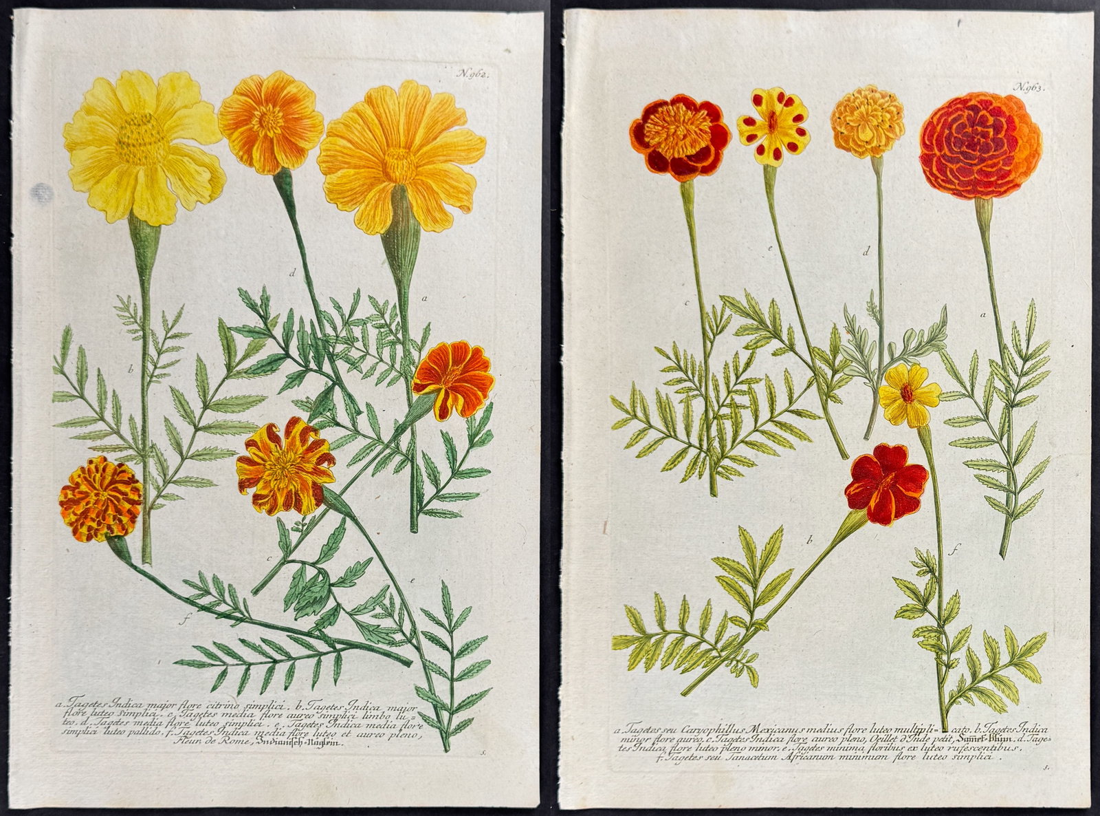 Weinmann - Pair of Marigold Engravings: This beautiful botanical mezzotint is from Johann Weinmann's Phytanthoza Iconographia, sive conspectus aliquot millium, tam indigenarum quam exoticarum, ex quatuor mundi partibus... plantarum, arborum