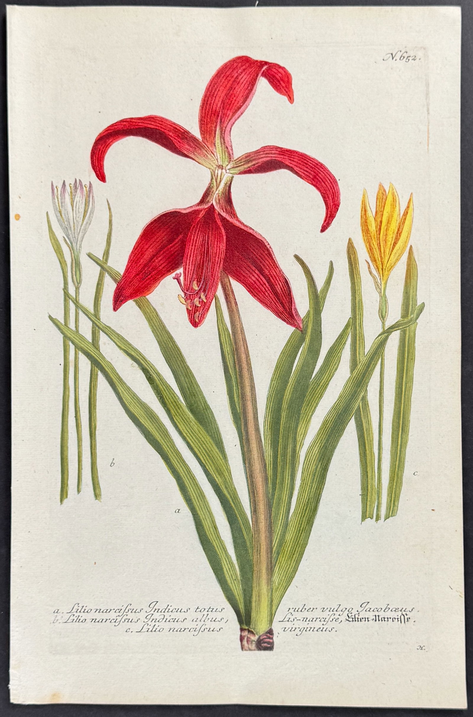 Weinmann - Lily. 652: This beautiful botanical mezzotint is from Johann Weinmann's Phytanthoza Iconographia, sive conspectus aliquot millium, tam indigenarum quam exoticarum, ex quatuor mundi partibus... plantarum, arborum