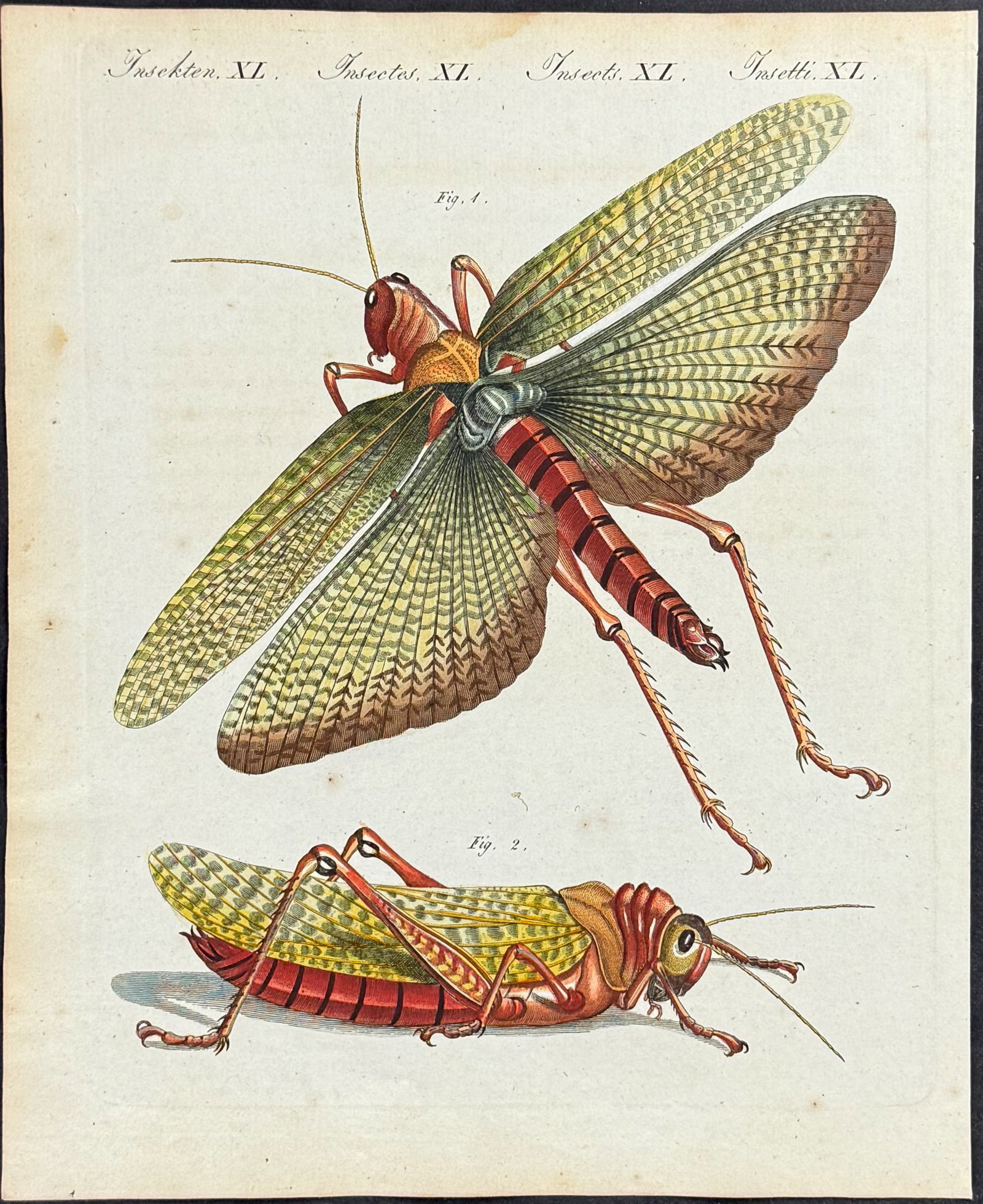 Bertuch - 4 Insect Engravings - 2