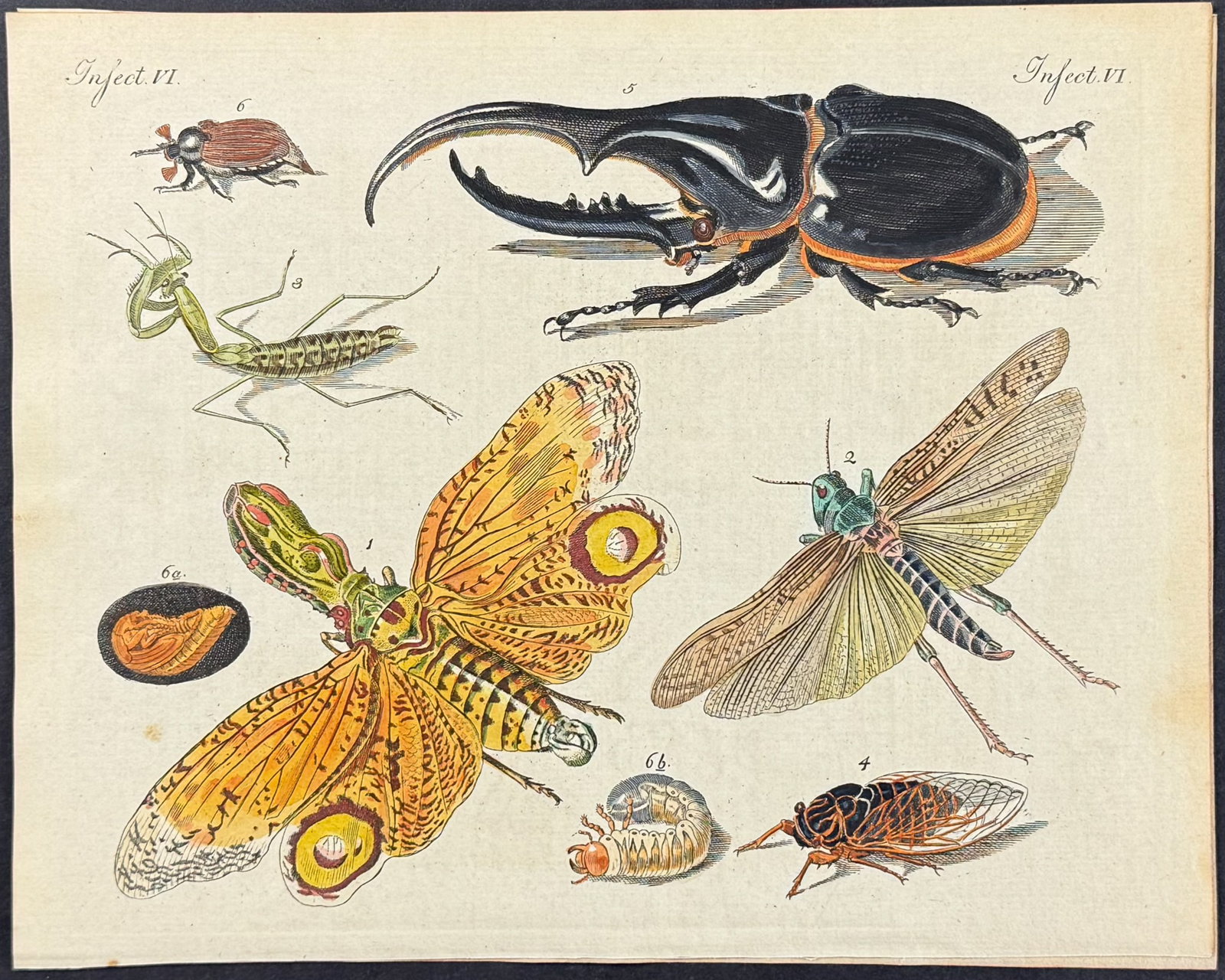 Bertuch - 4 Insect Engravings - 3