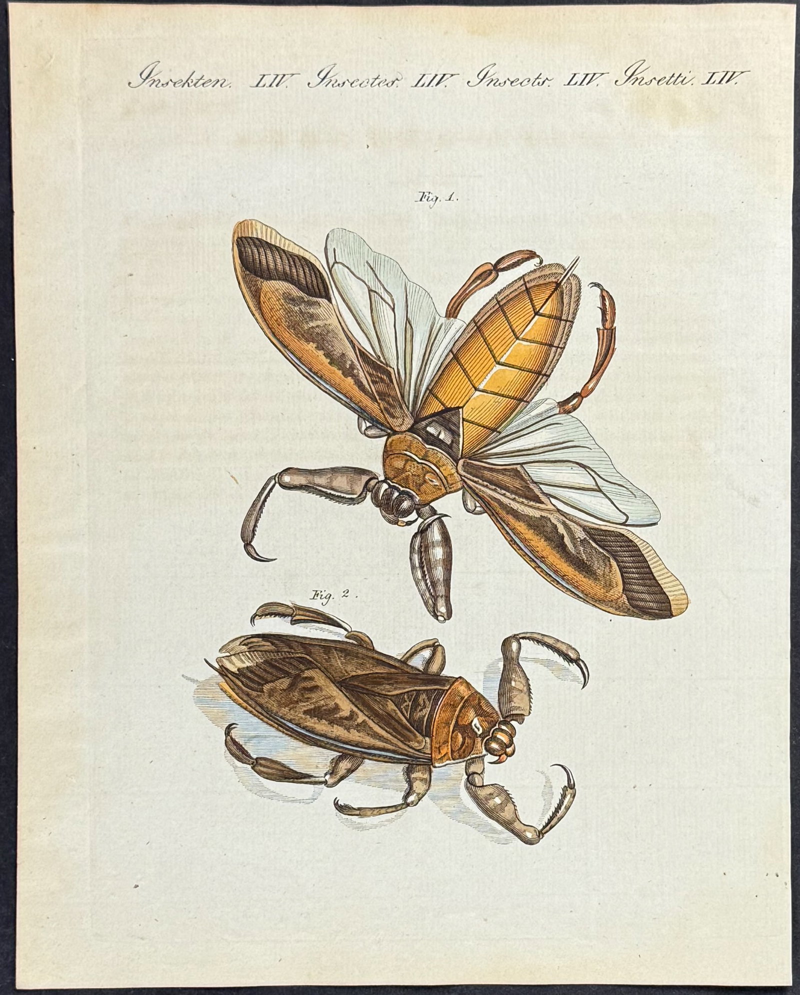 Bertuch - 4 Insect Engravings - 4